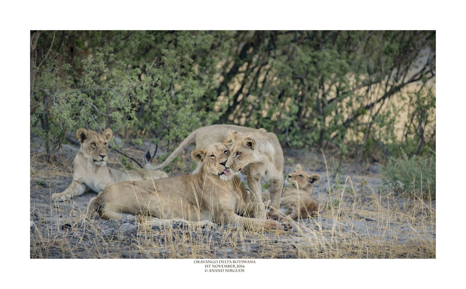 Nikon D5 sample photo. Lion, family, kenya photography