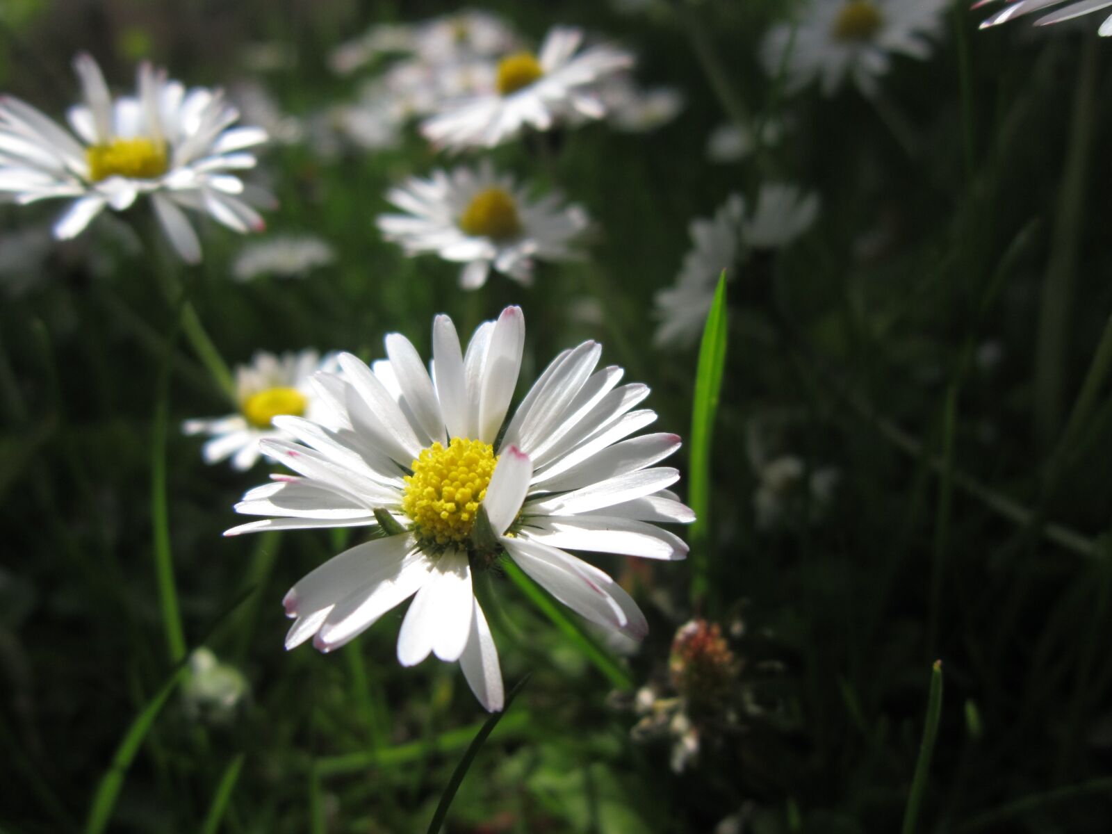 Canon PowerShot A3200 IS sample photo. Daisy, blossom, bloom photography