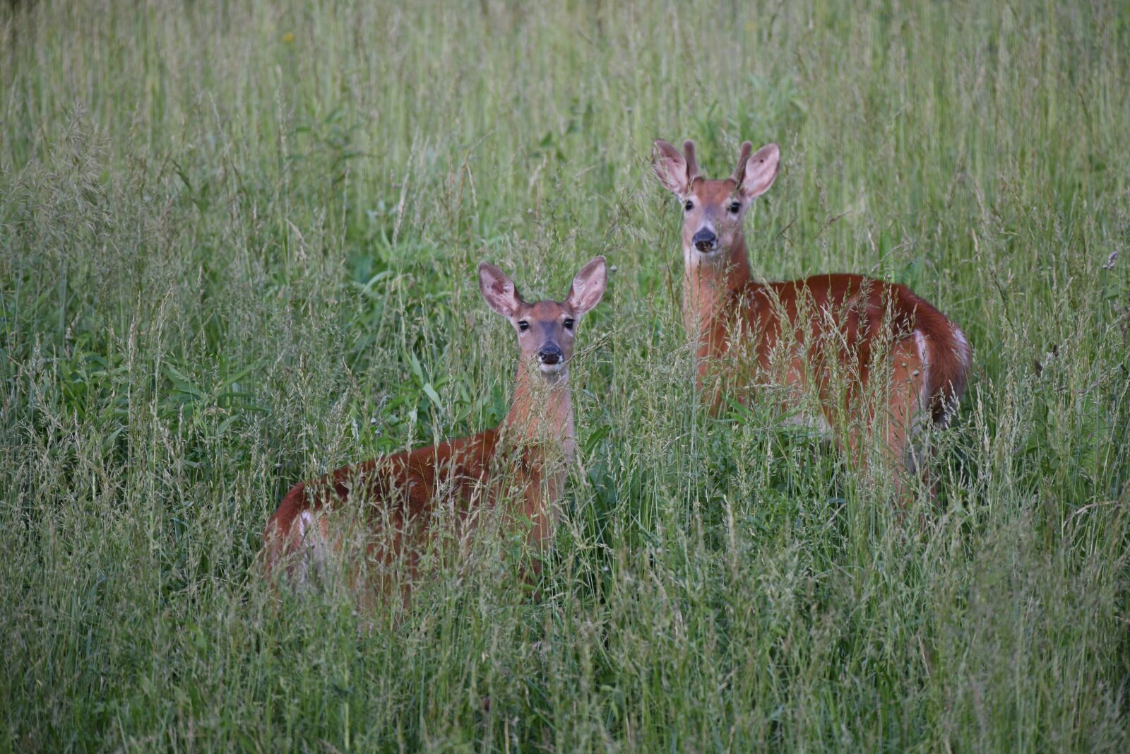 Nikon D850 sample photo. Deer, doe, stag photography