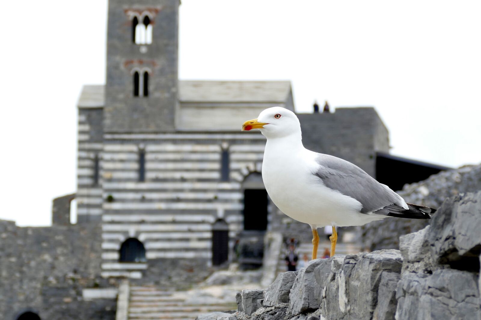 Panasonic Lumix DMC-FZ1000 sample photo. Seagull, bird, birds photography
