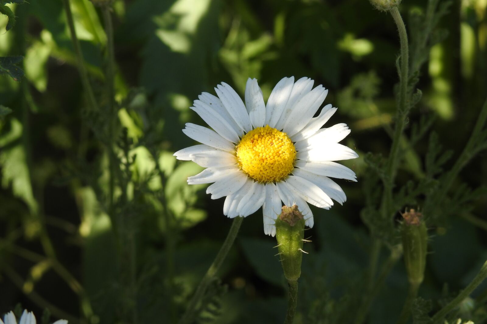 Nikon Coolpix P900 sample photo. Daisy, flower, nature photography