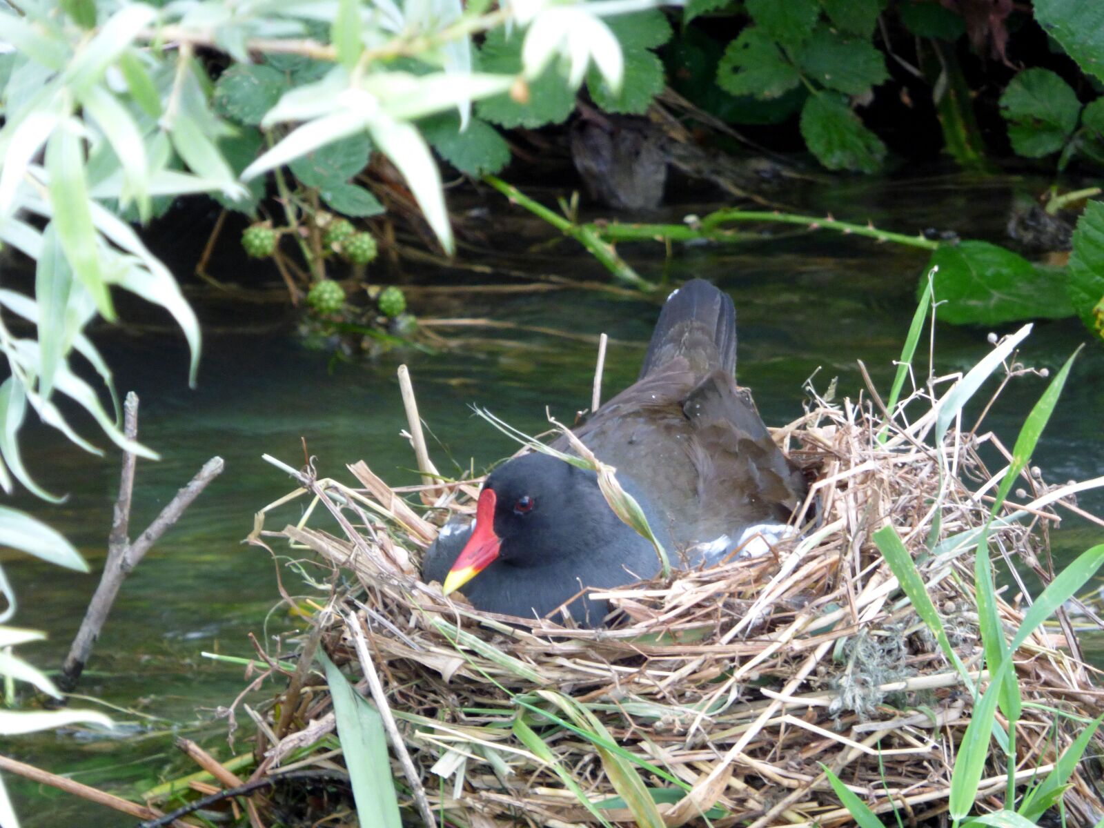 Panasonic DMC-FZ72 sample photo. Hen, water, nature photography