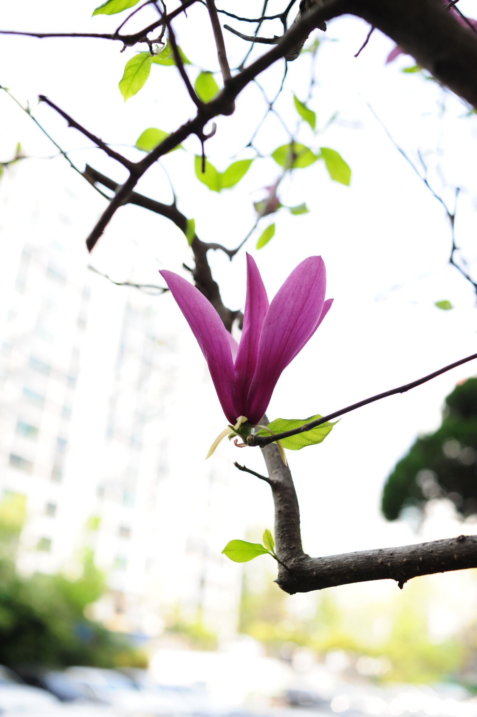 Nikon D700 sample photo. Now magnolia, magnolia, flowers photography
