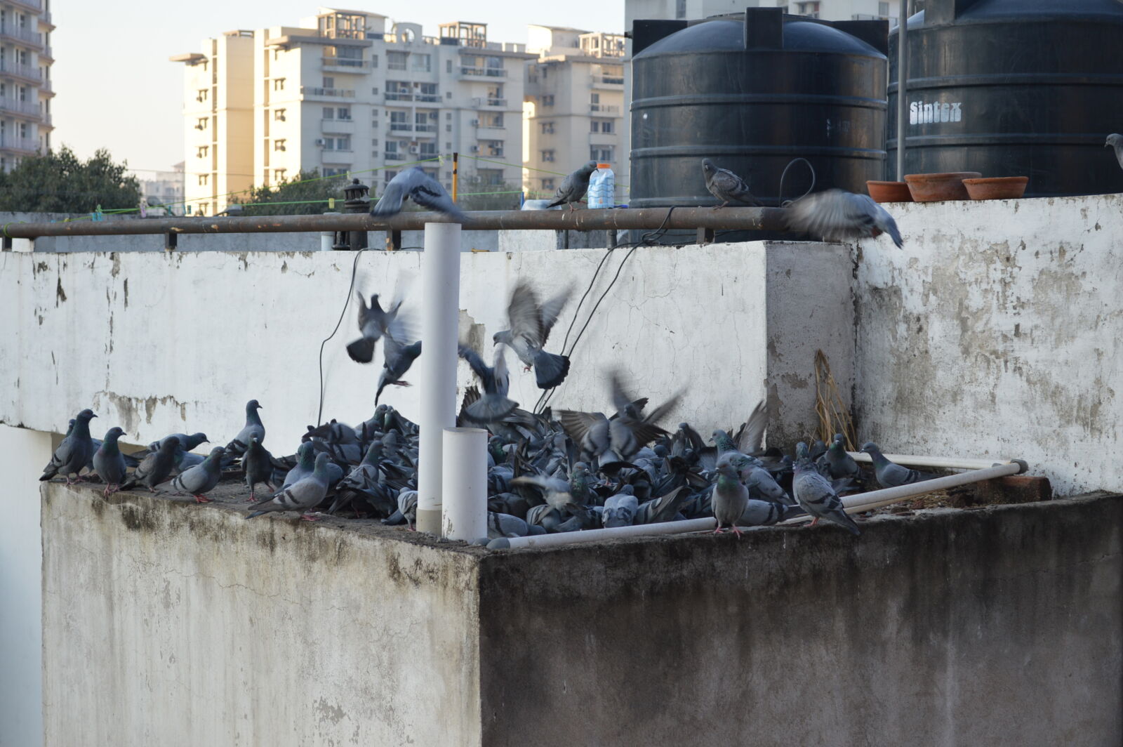 Nikon D3200 sample photo. Birds photography