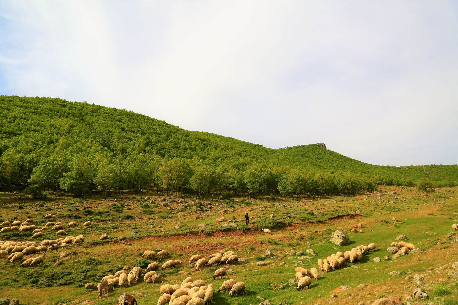 Canon EOS 5D Mark III sample photo. Sheep, animal, herd photography