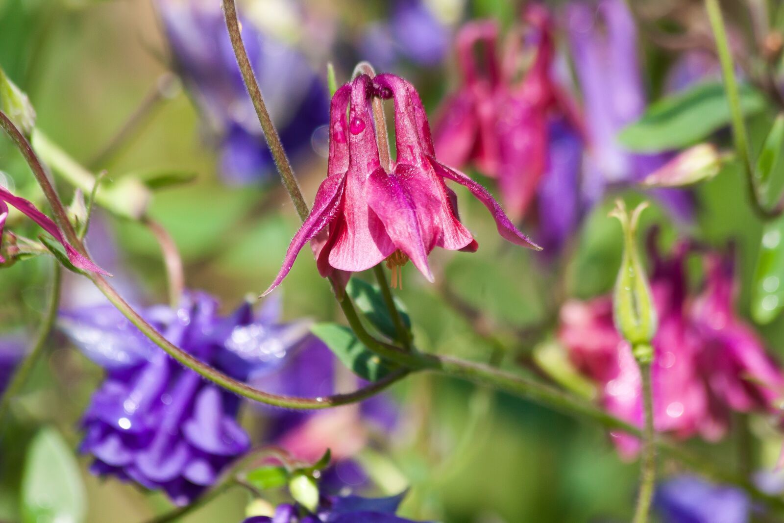 Canon EOS 50D sample photo. Columbine, flower, blossom photography