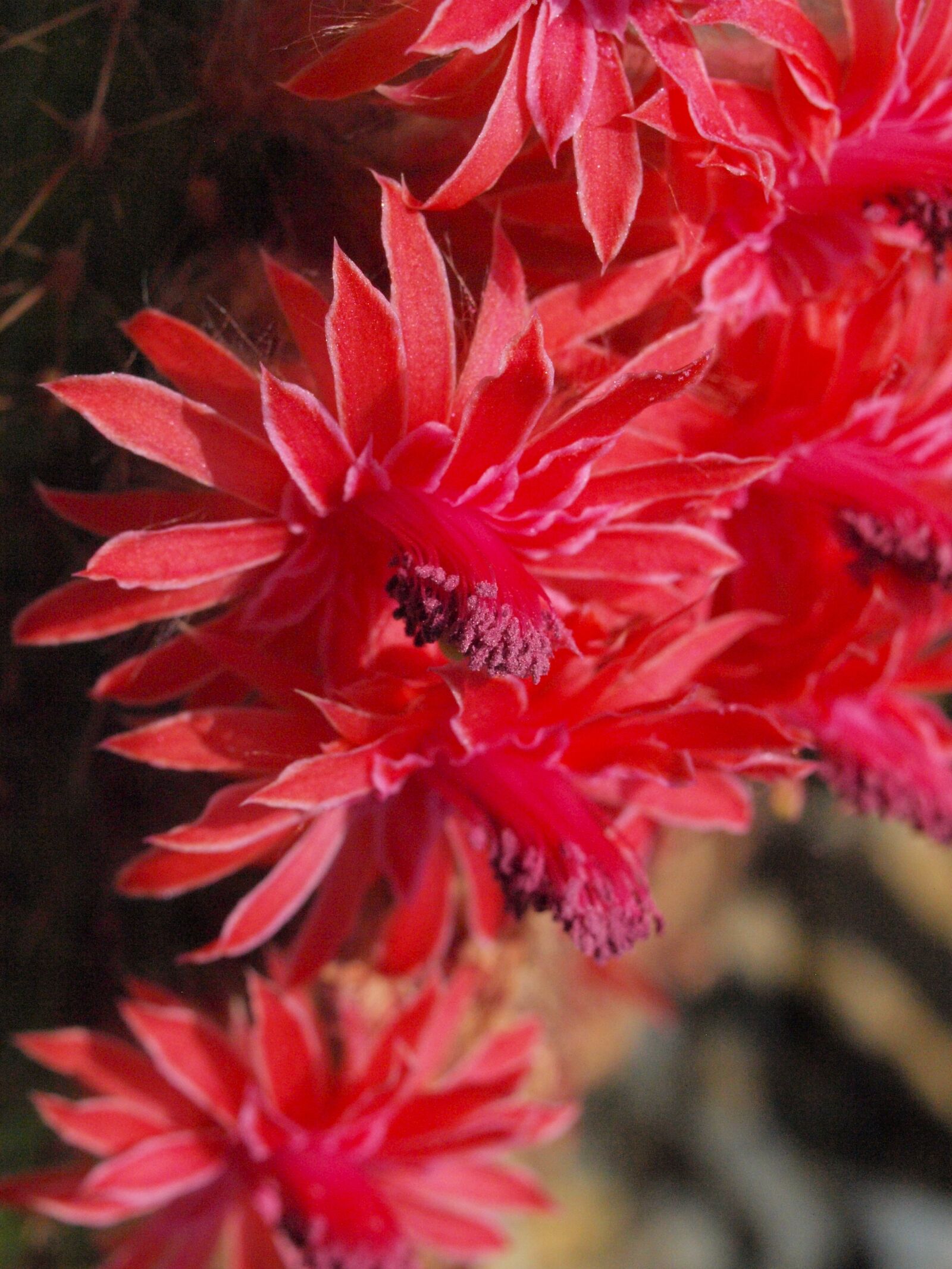 Olympus E-450 (EVOLT E-450) sample photo. Cactus blossom, cactus greenhouse photography