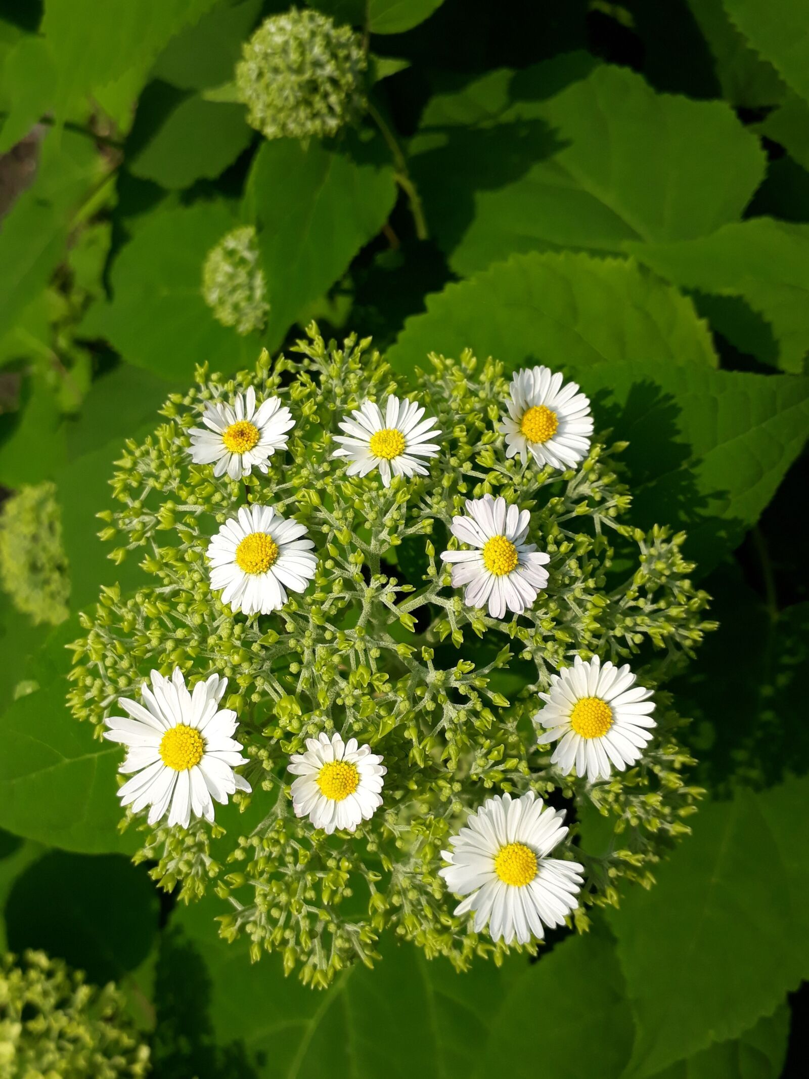 Samsung Galaxy A3(2017) sample photo. Daisy, flower, garden photography