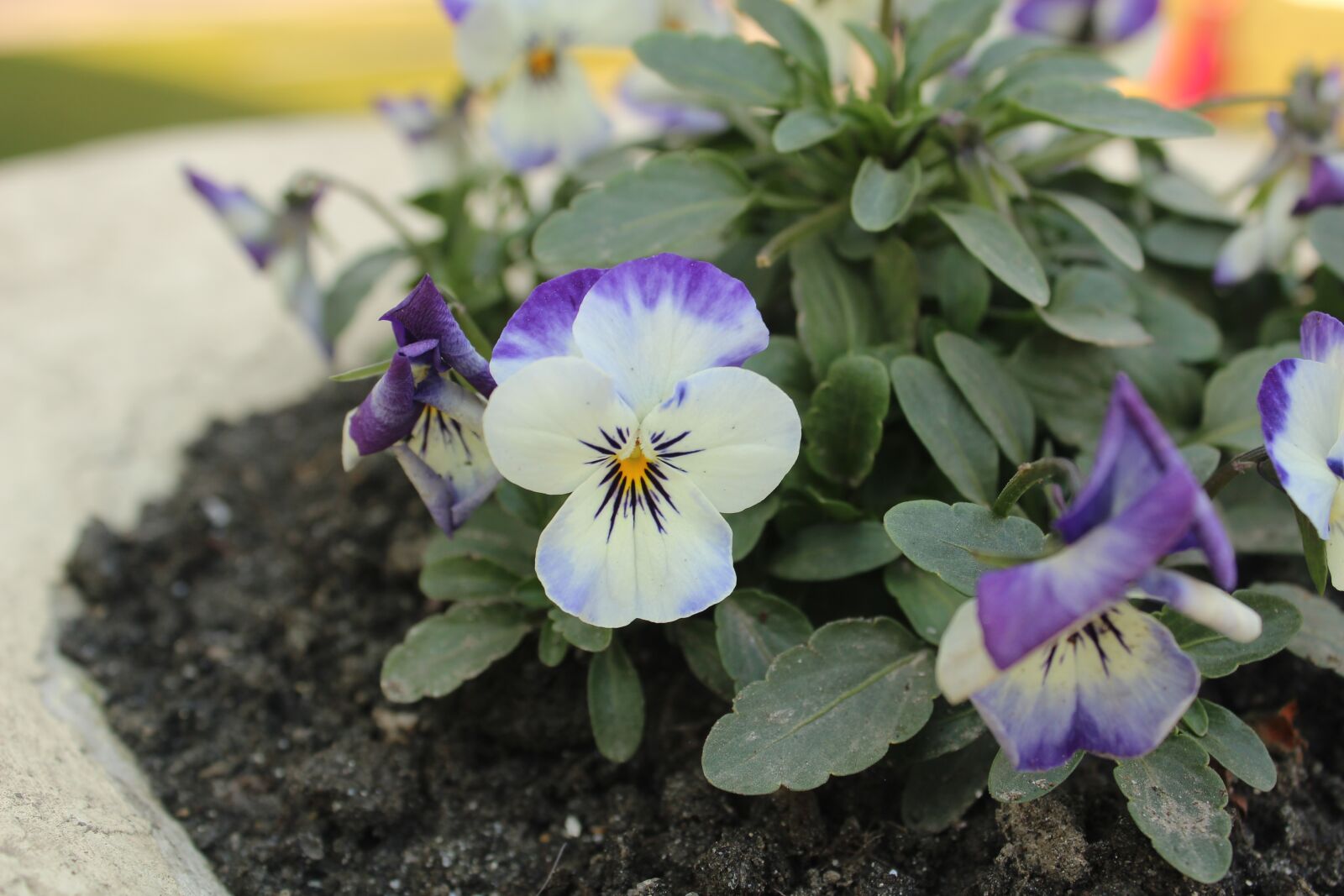 Canon EF-S 18-55mm F3.5-5.6 IS sample photo. Flower, purple, beautiful photography