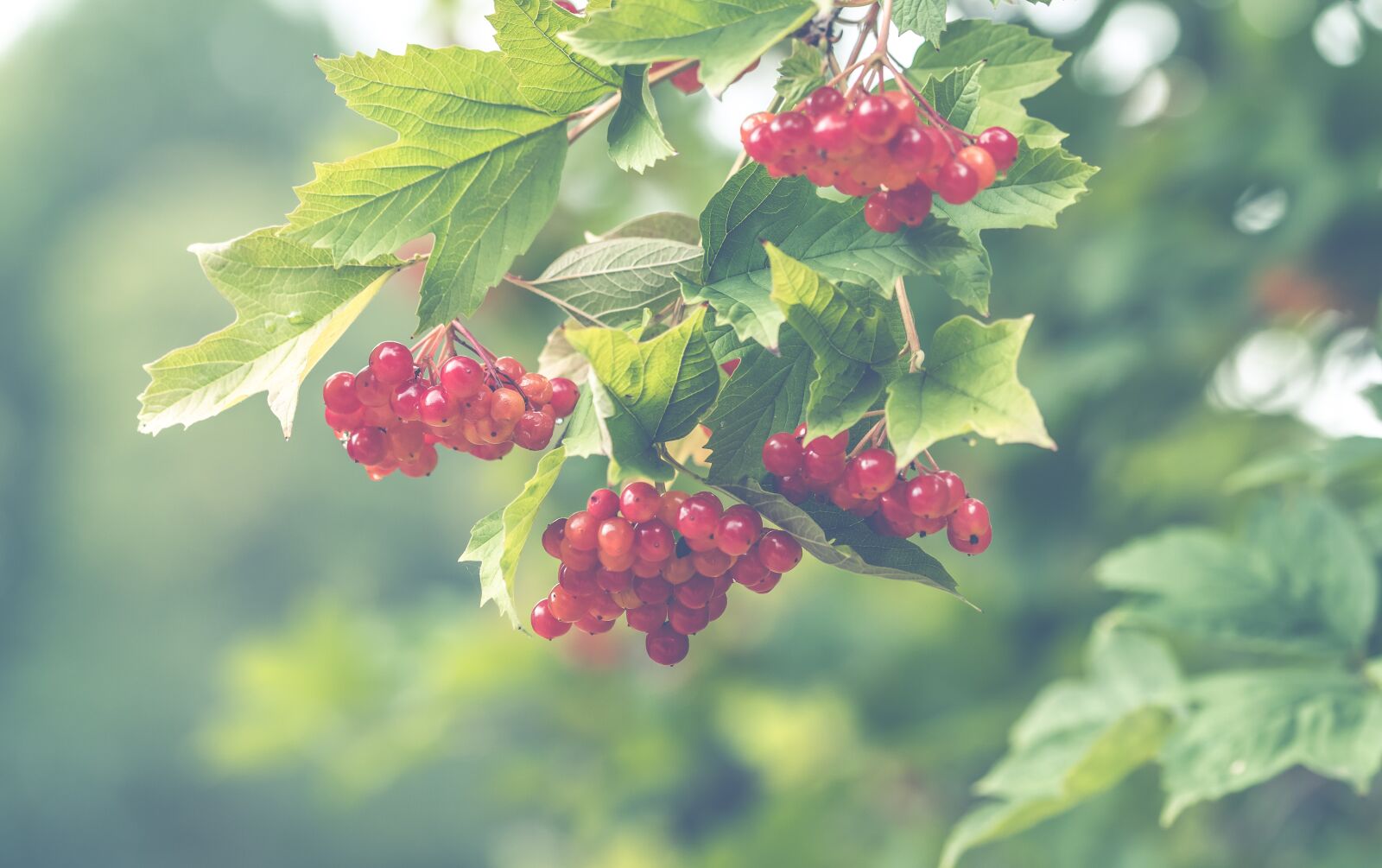 Sony ILCA-77M2 + 105mm F2.8 sample photo. Red, berries, garden photography