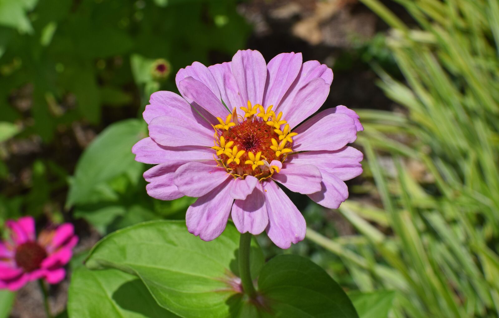 Nikon D3300 sample photo. Mauve-pink zinnia, flower, blossom photography