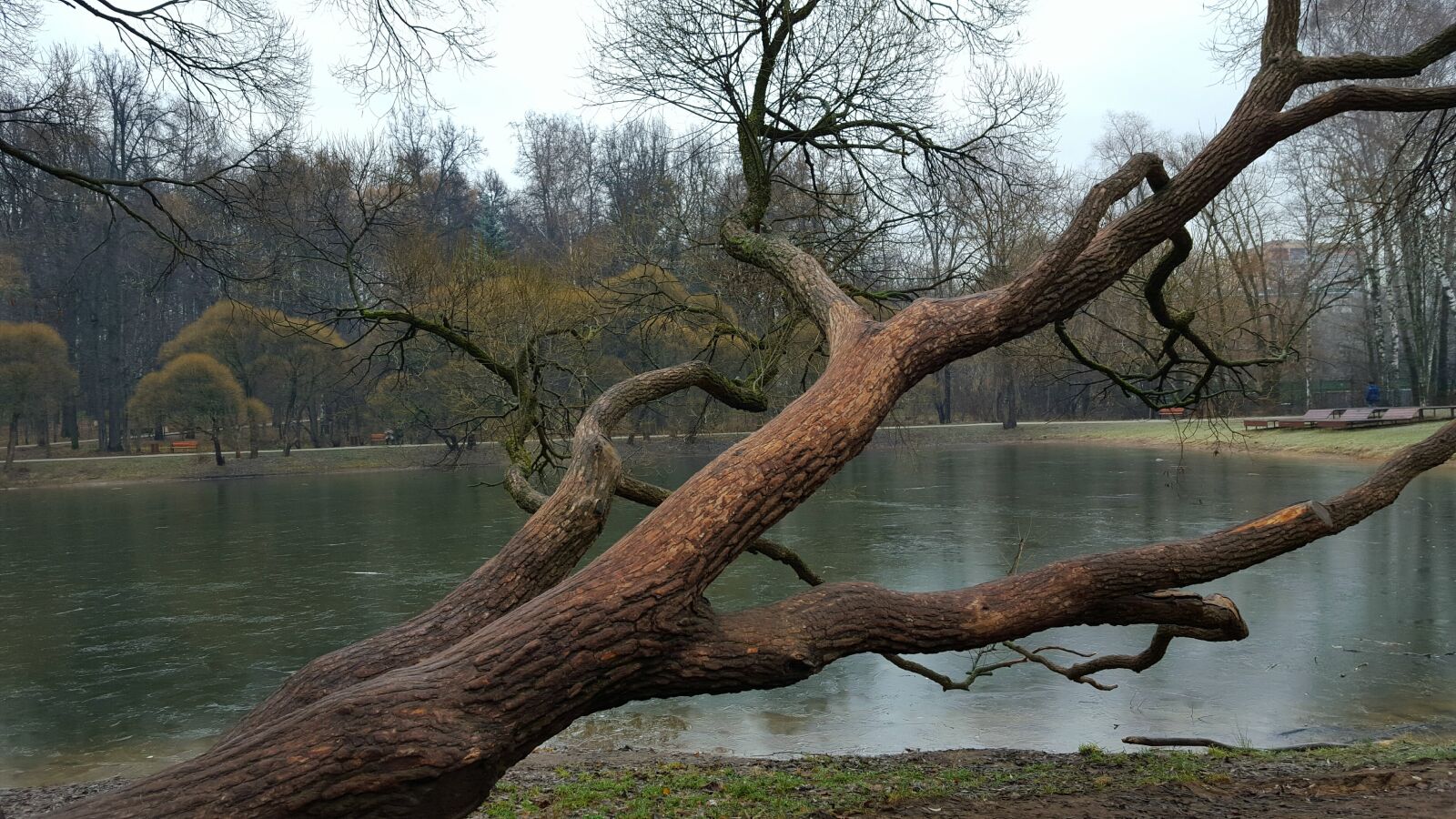 Samsung GALAXY S6 edge sample photo. Willow, tree, pond photography
