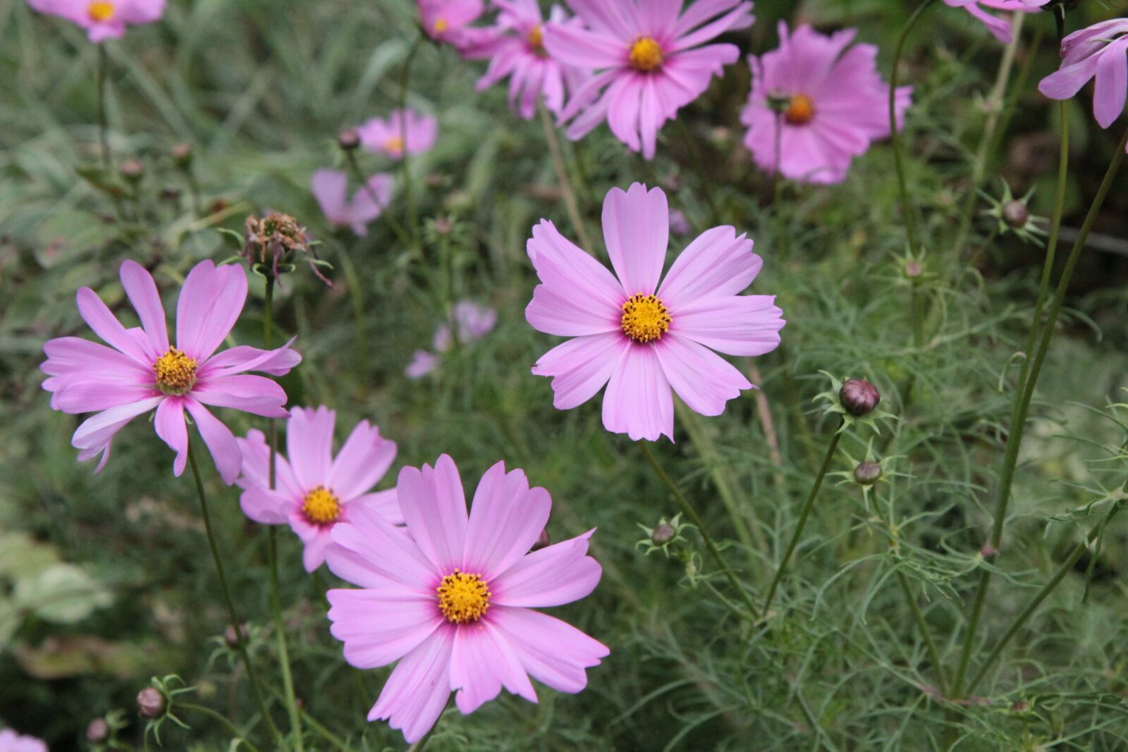 Canon EOS 600D (Rebel EOS T3i / EOS Kiss X5) sample photo. Cosmos, flowers cosmos, garden photography