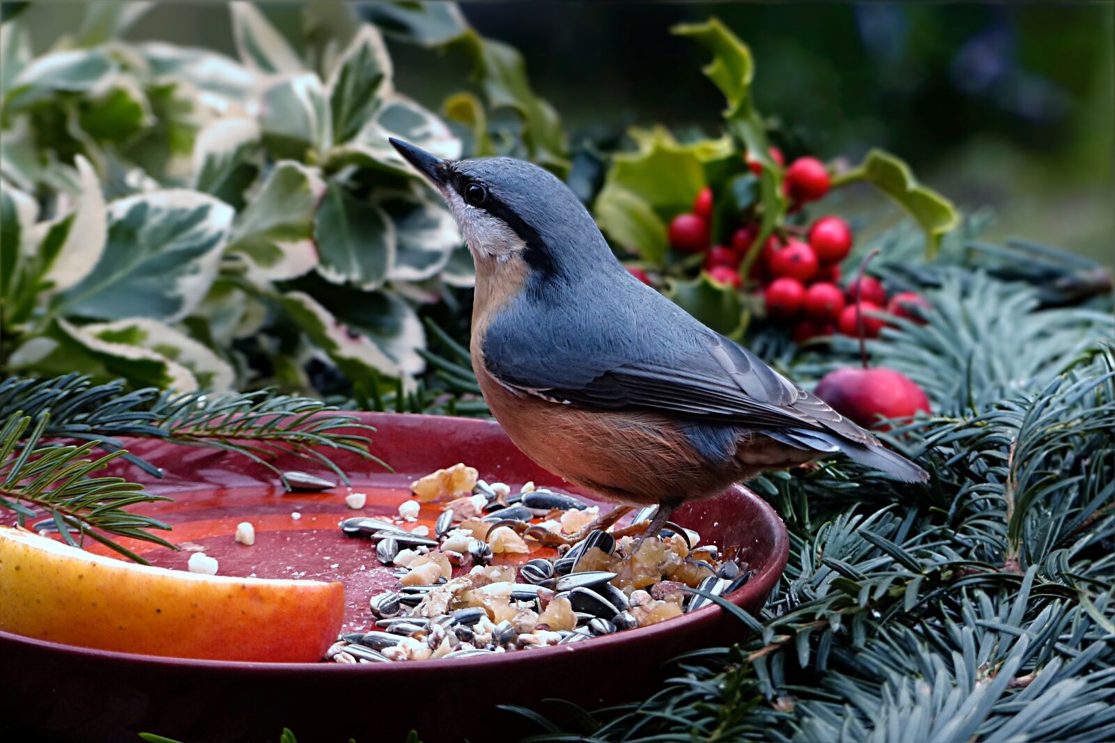 Panasonic Lumix DMC-FZ200 sample photo. Bird, kleiber, sitta europaea photography