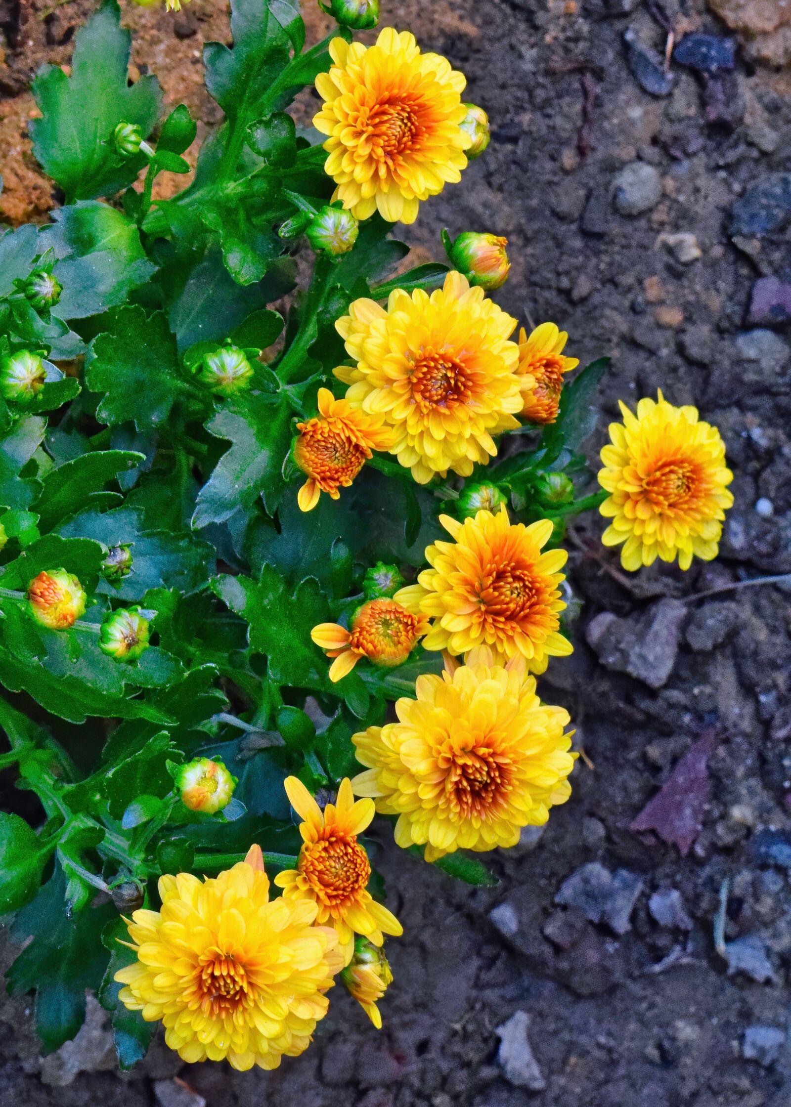 Nikon D3300 sample photo. Orange, yellow, flower photography