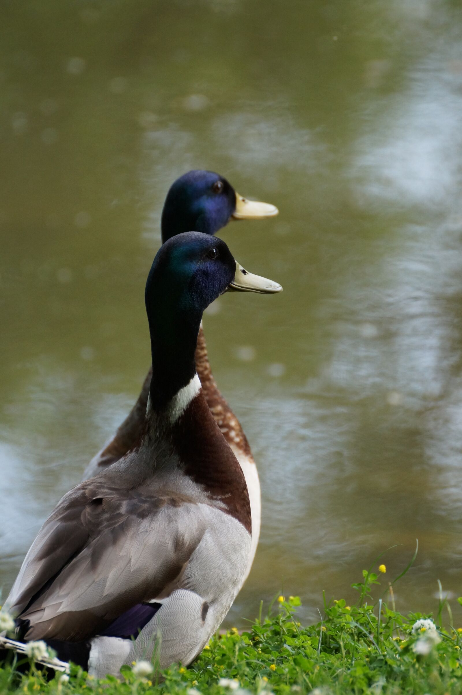 Sony SLT-A58 + Tamron SP 70-300mm F4-5.6 Di USD sample photo. Drake, duck, water photography