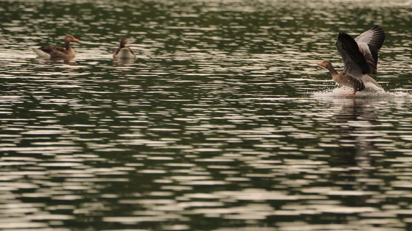 150-600mm F5-6.3 DG OS HSM | Contemporary 015 sample photo. Goose, lake, landing photography