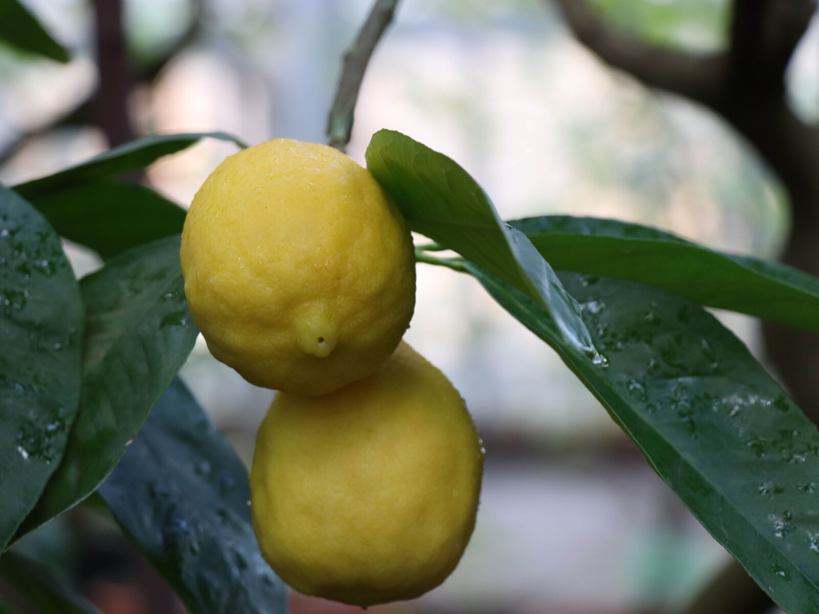 Canon EOS 77D (EOS 9000D / EOS 770D) sample photo. Lemon, citrus, food photography