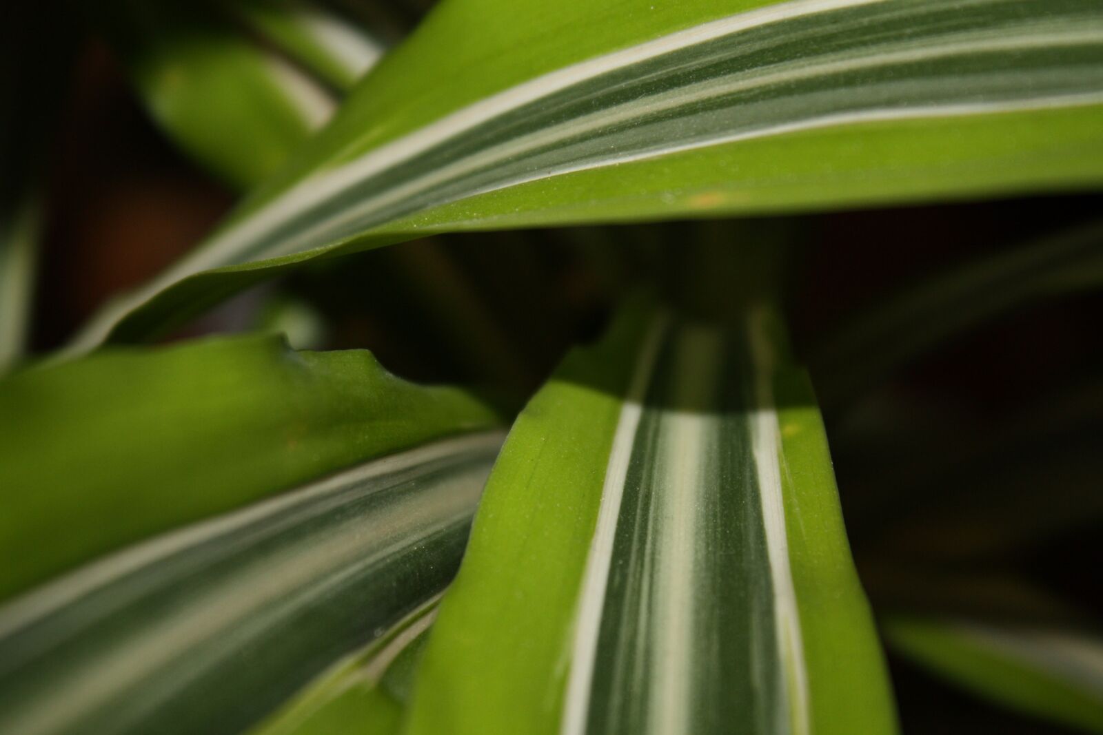 Canon EOS 450D (EOS Rebel XSi / EOS Kiss X2) sample photo. Foliage, tropicale, green photography