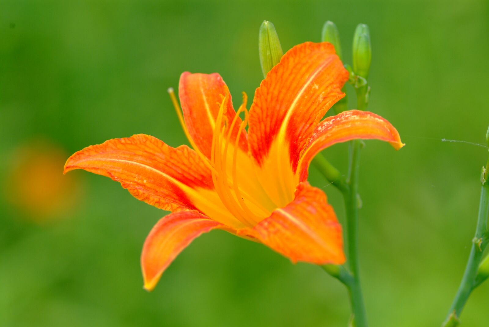 Fujifilm FinePix S3 Pro sample photo. Cone and, wildflower, jiri photography