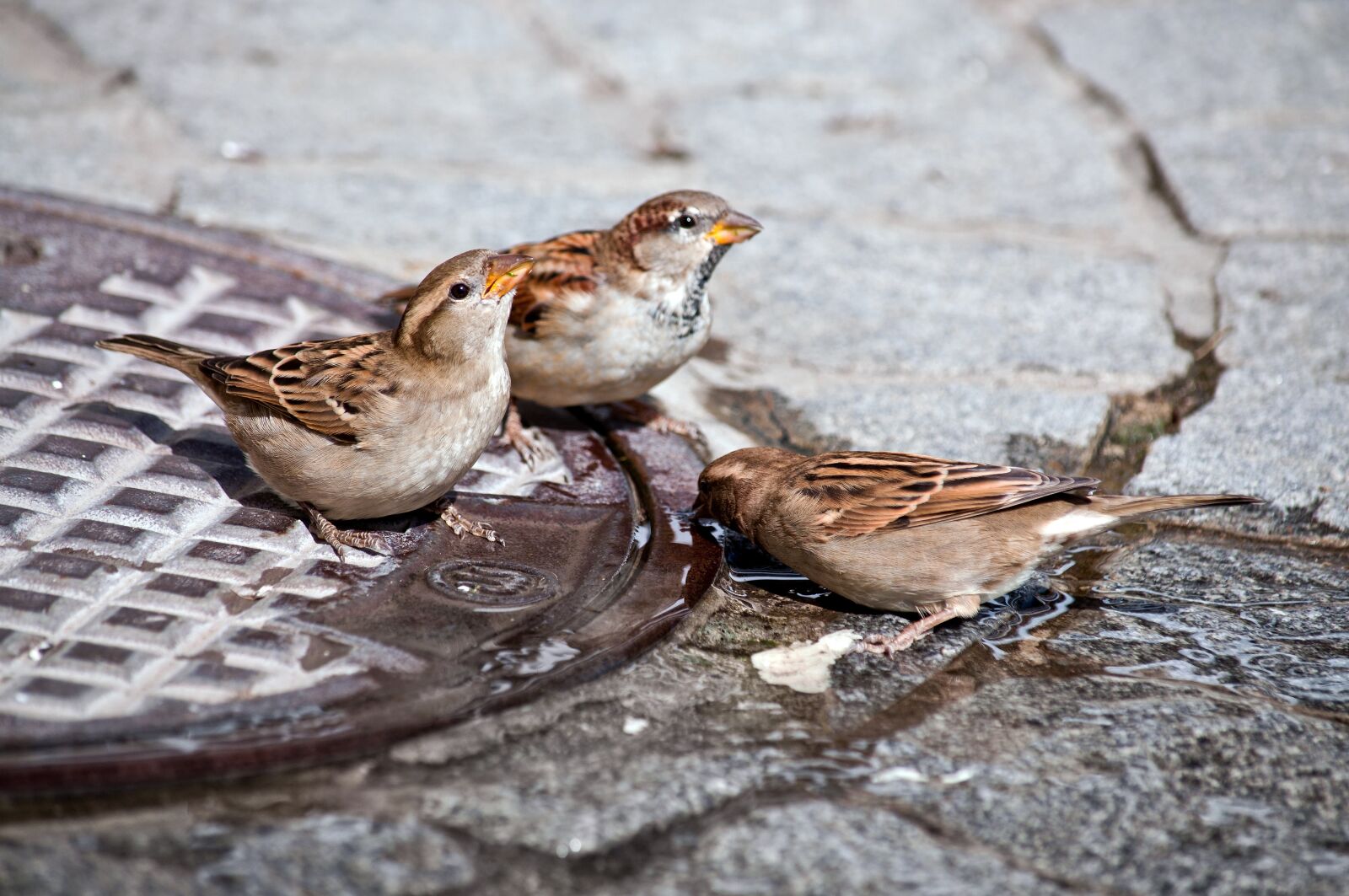Nikon D90 sample photo. Sparrow, bird, drink photography