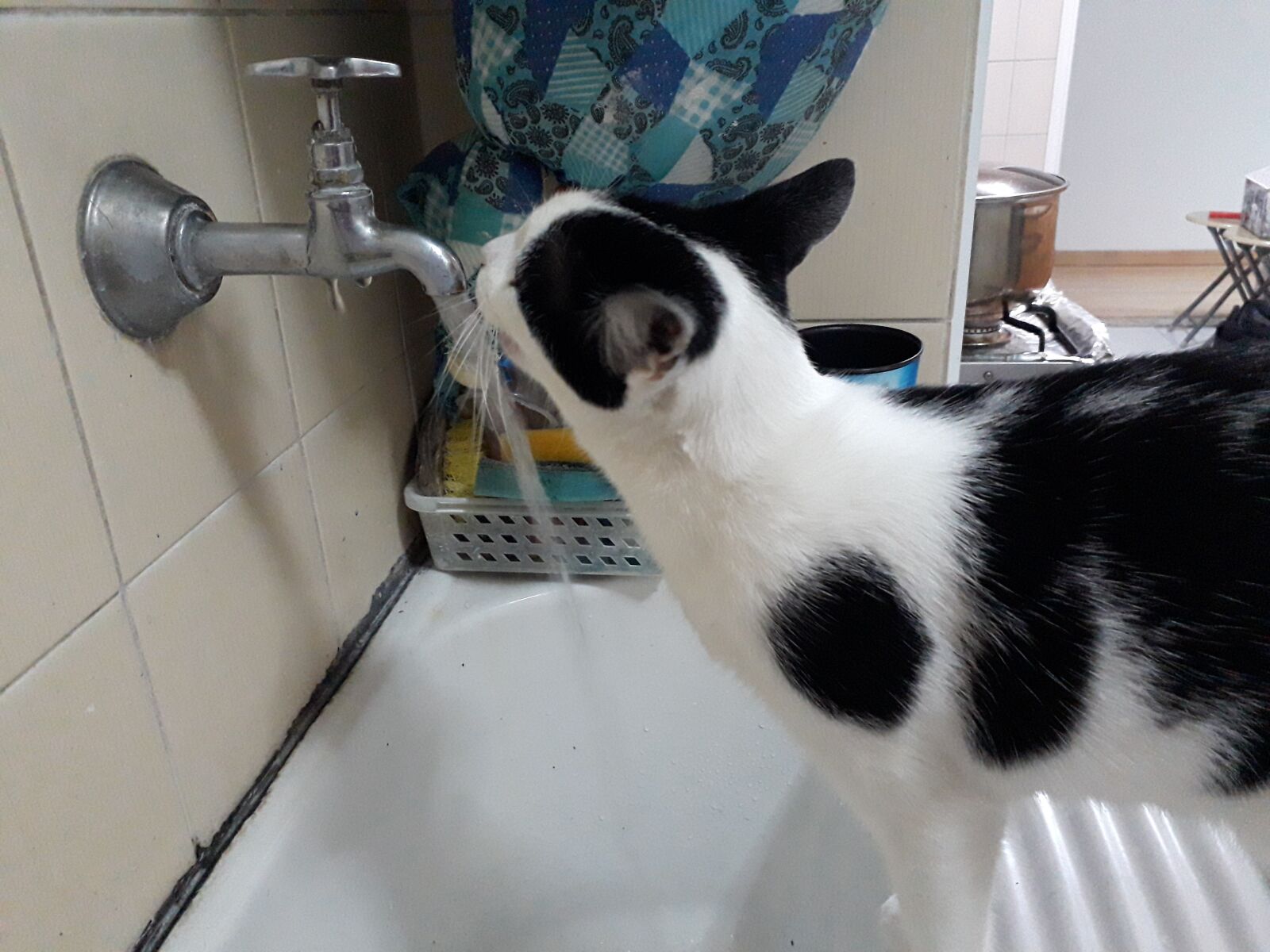 Samsung Galaxy J7 Prime2 sample photo. Gato, água, água corrente photography