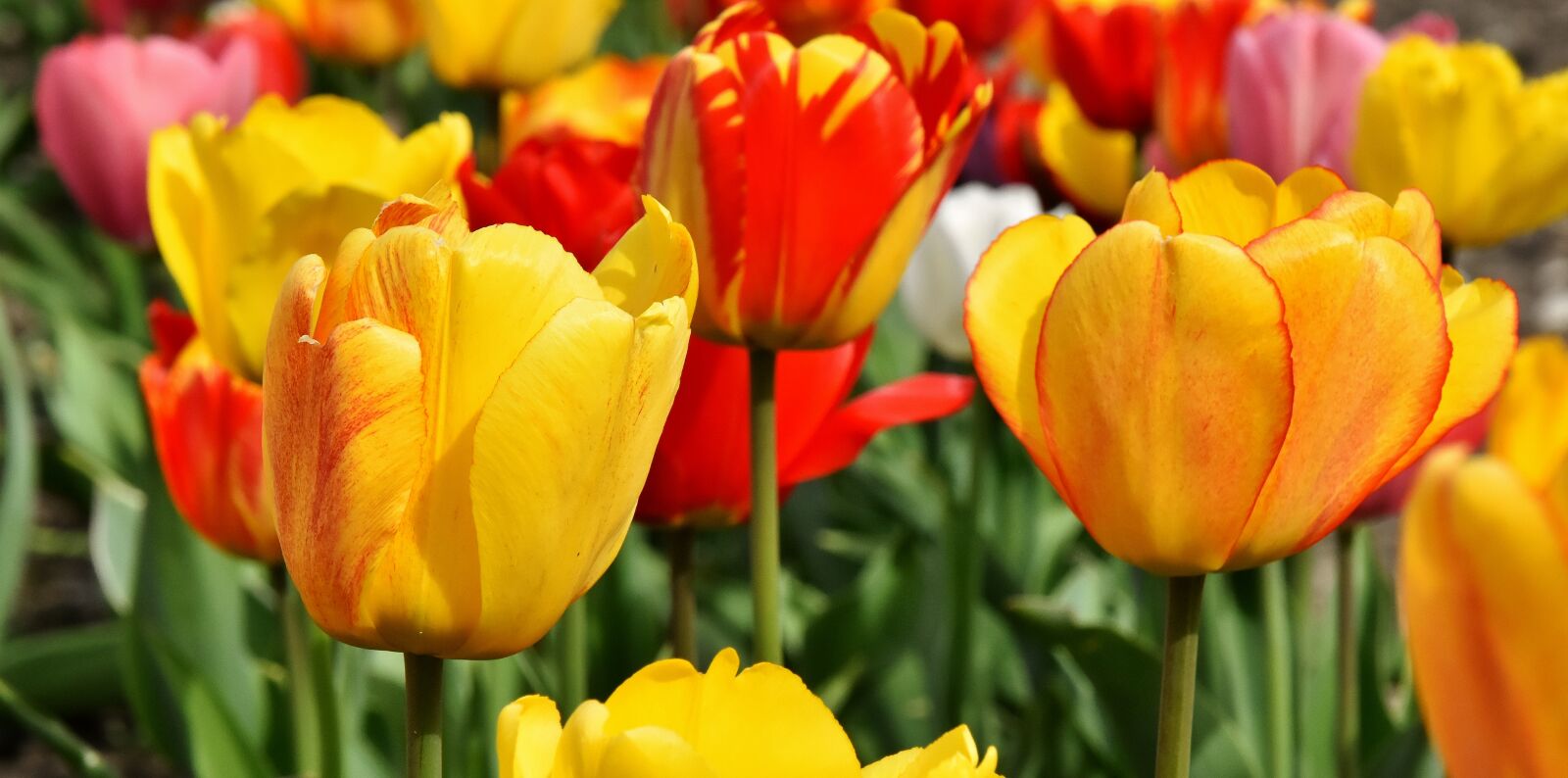Nikon D7200 sample photo. Tulips, flowers, colorful photography