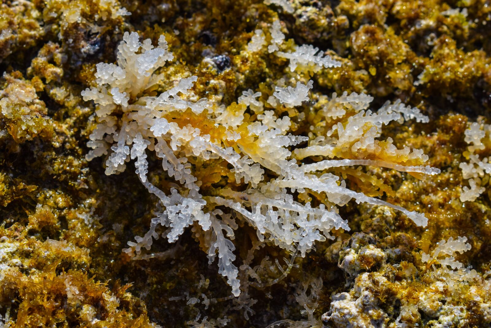 Nikon D3300 sample photo. Seaweed, white, transparent photography