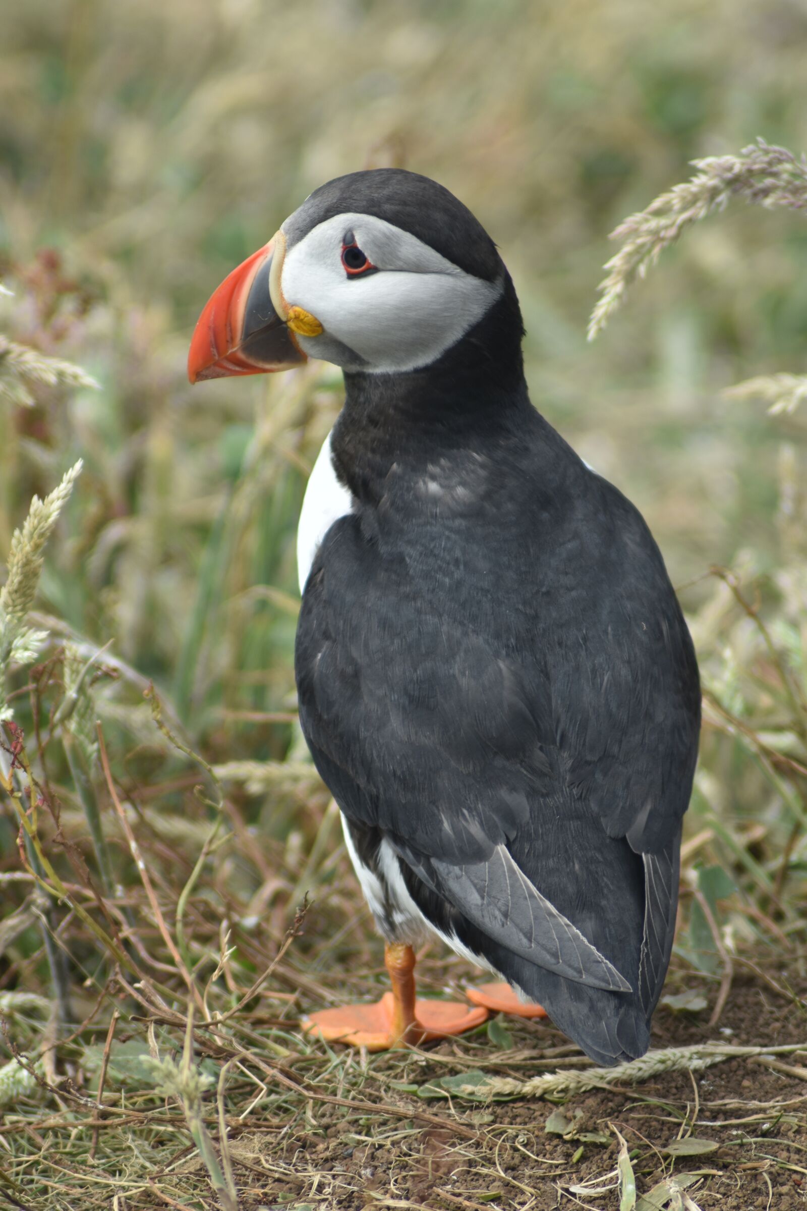 Nikon D3400 sample photo. Puffin, staffa, scotland photography