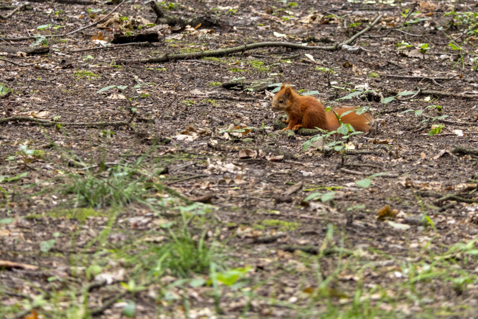 Panasonic Lumix DMC-FZ2500 (Lumix DMC-FZ2000) sample photo. The squirrel, park, forest photography