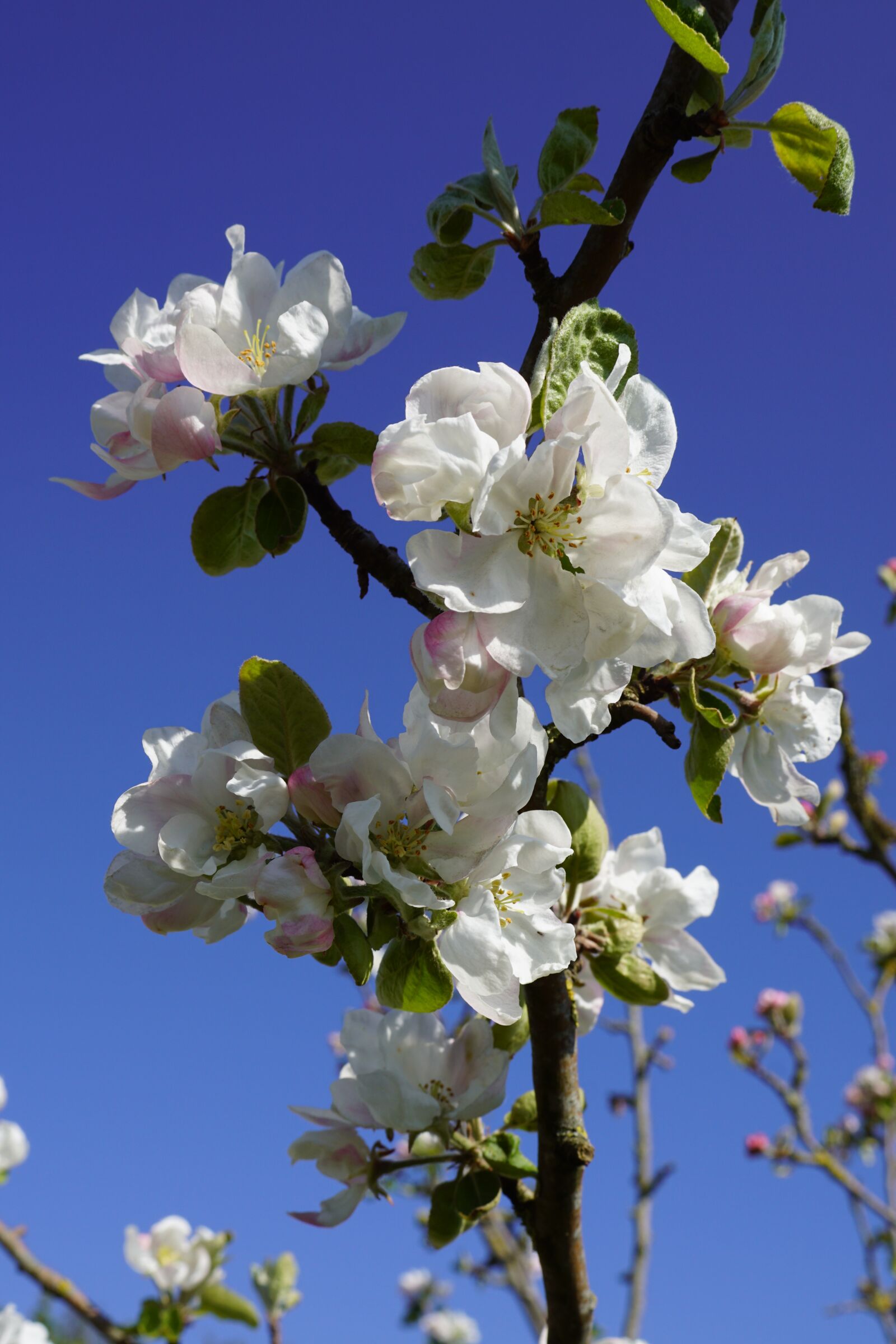 Sony DT 30mm F2.8 Macro SAM sample photo. Apple tree, blossom, bloom photography
