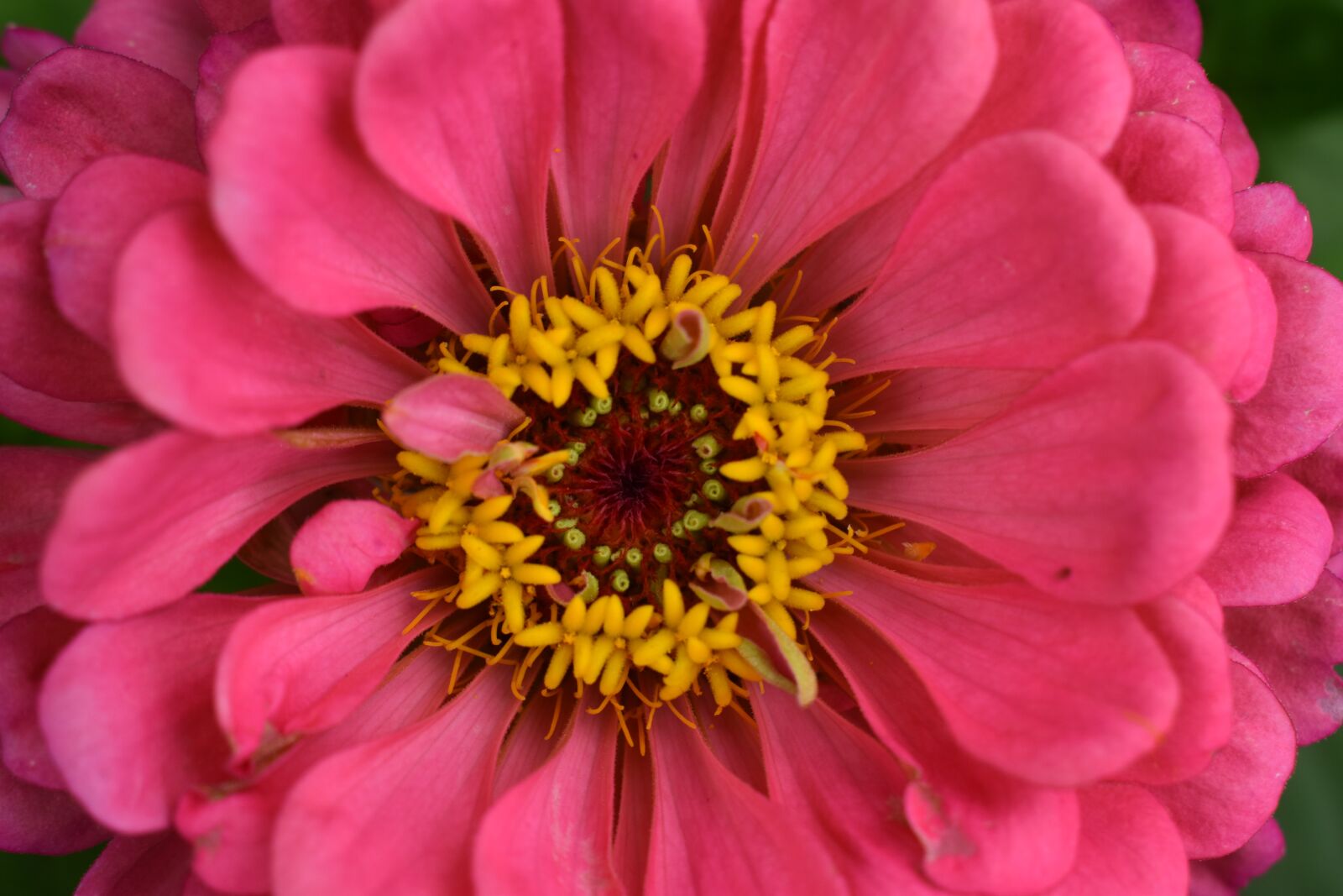 Nikon D3500 sample photo. Pink, flower, nature photography
