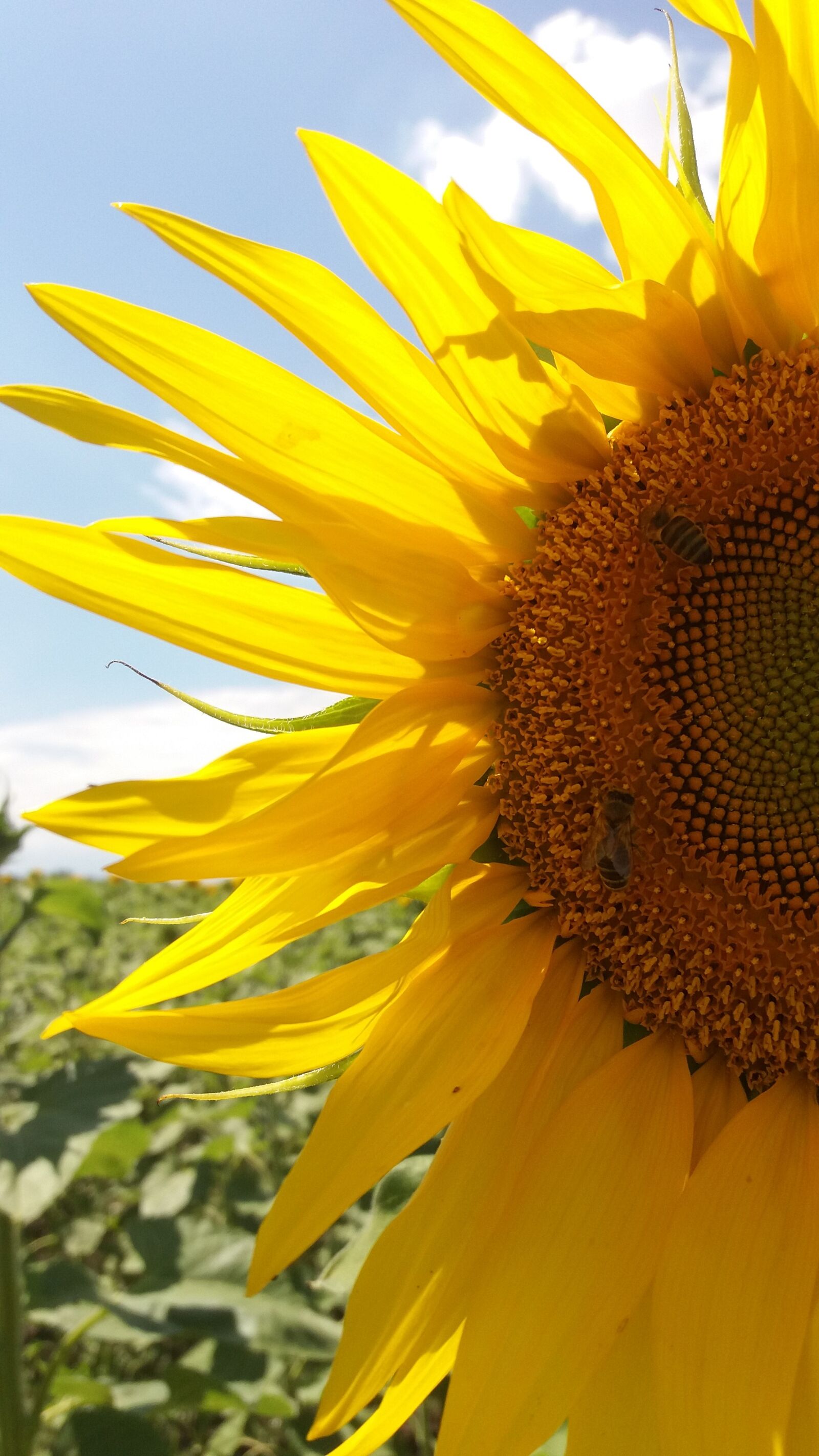 Samsung Galaxy J5 sample photo. Summer, sunflower photography