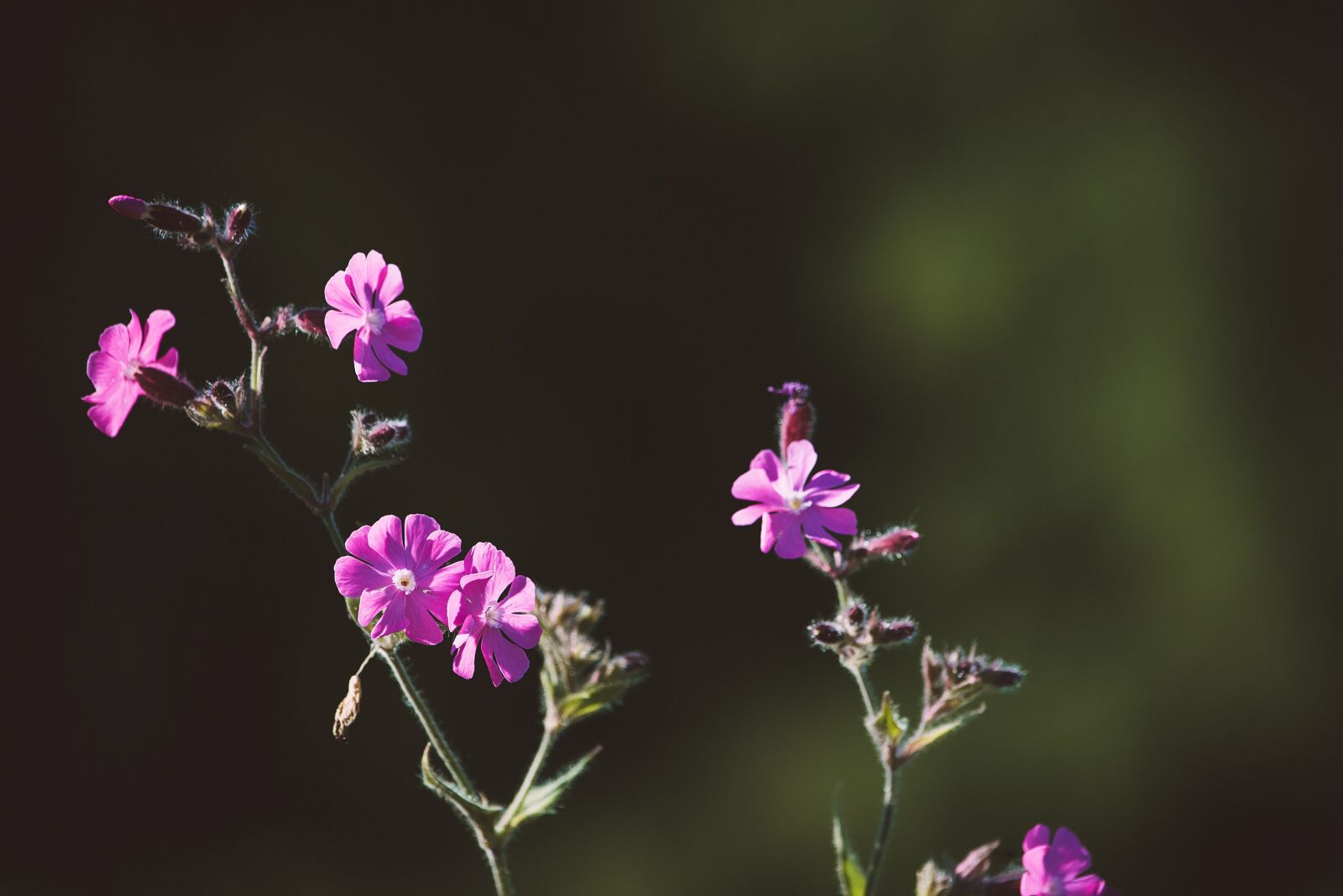 Nikon D7100 sample photo. Heath orchid, flower, flowers photography