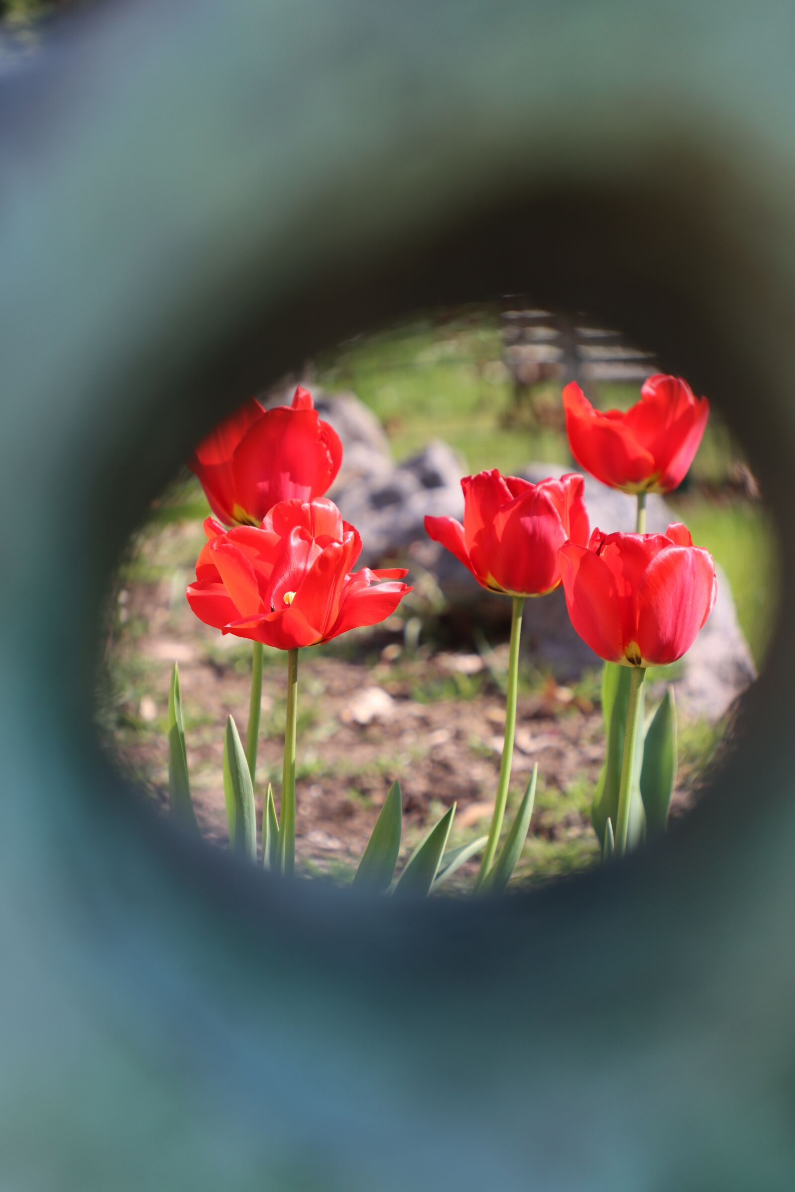 Canon EOS 90D sample photo. Tulip, spring, garden photography