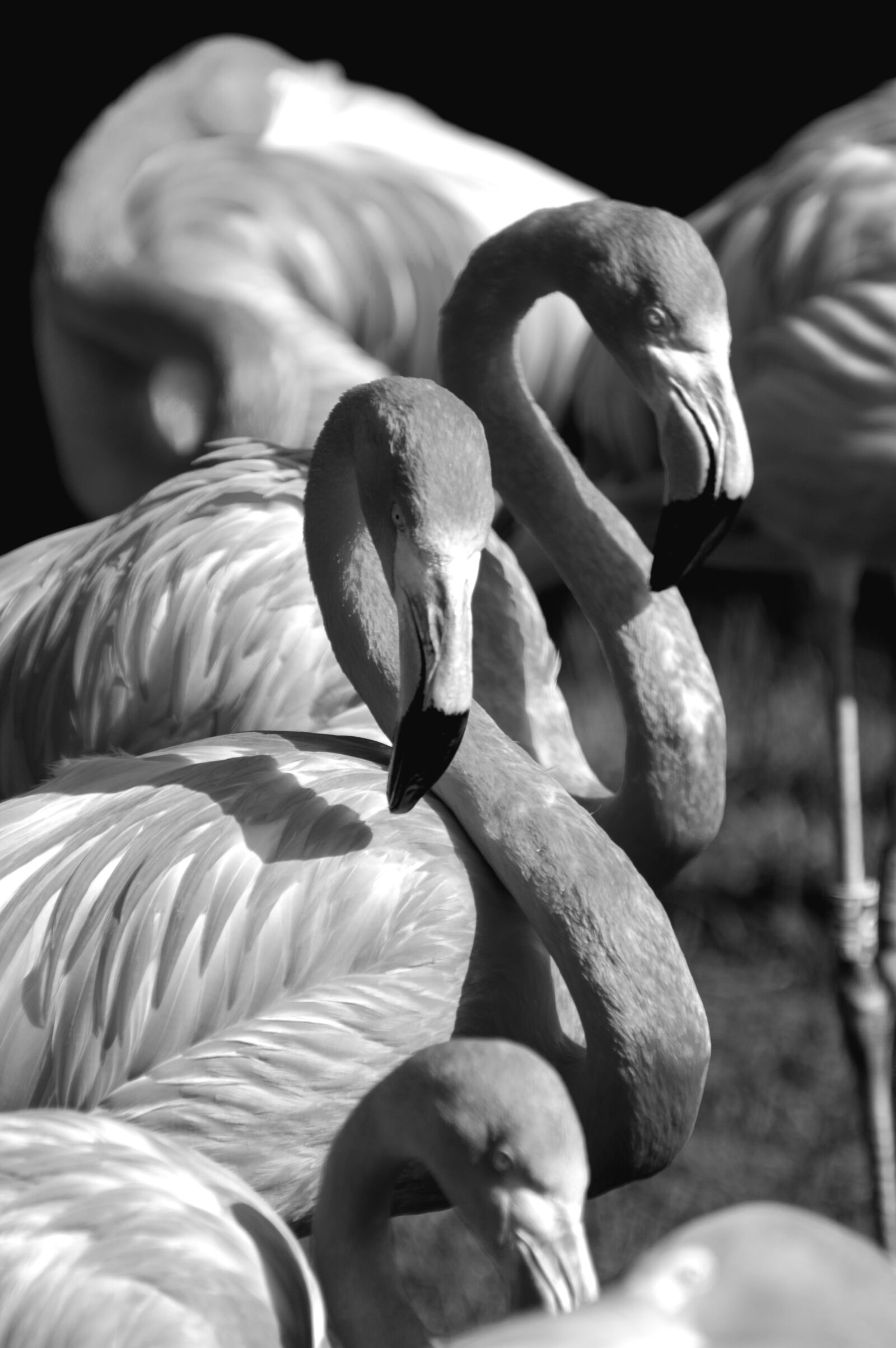 Nikon D3200 sample photo. Flamingo, black, white photography
