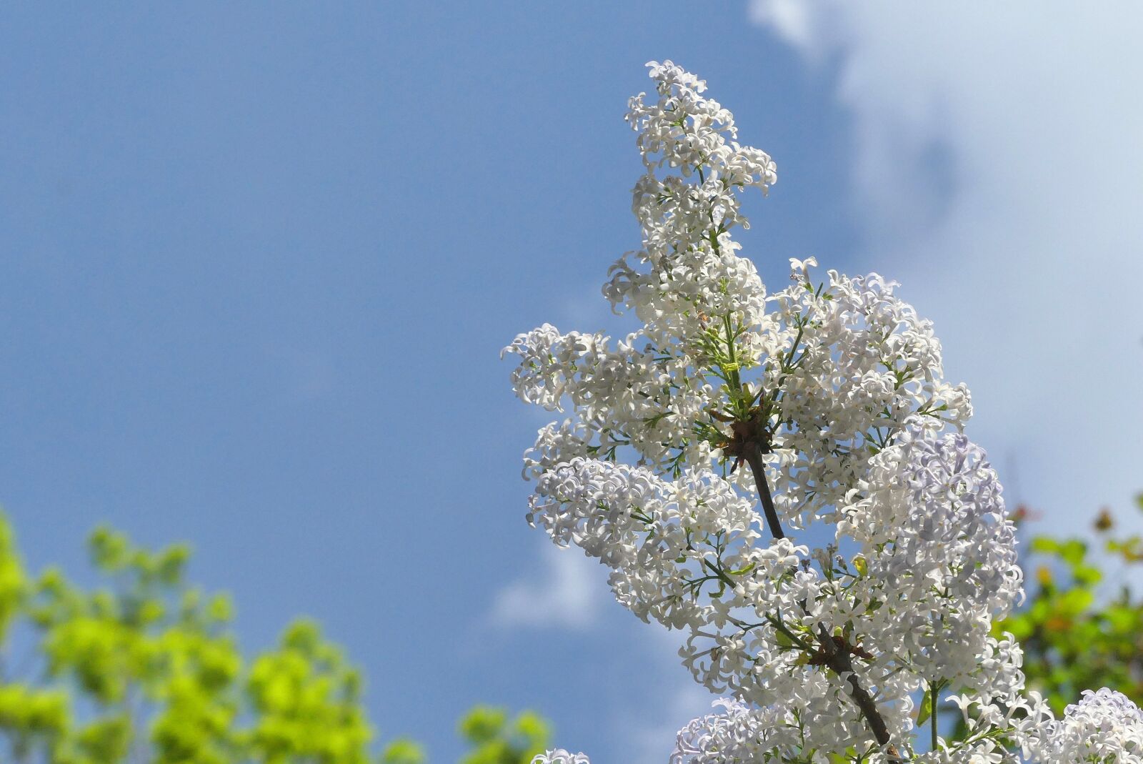Panasonic Lumix DMC-FZ300 sample photo. Tree, flower, season photography