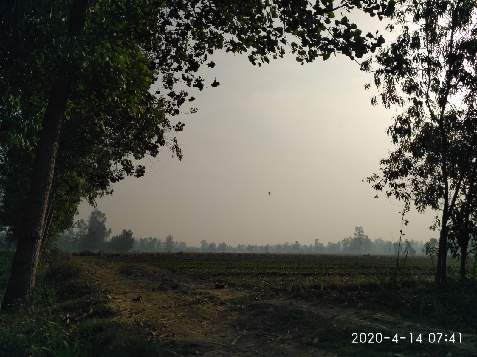 Xiaomi Redmi 3S sample photo. Hope, trees, field at photography