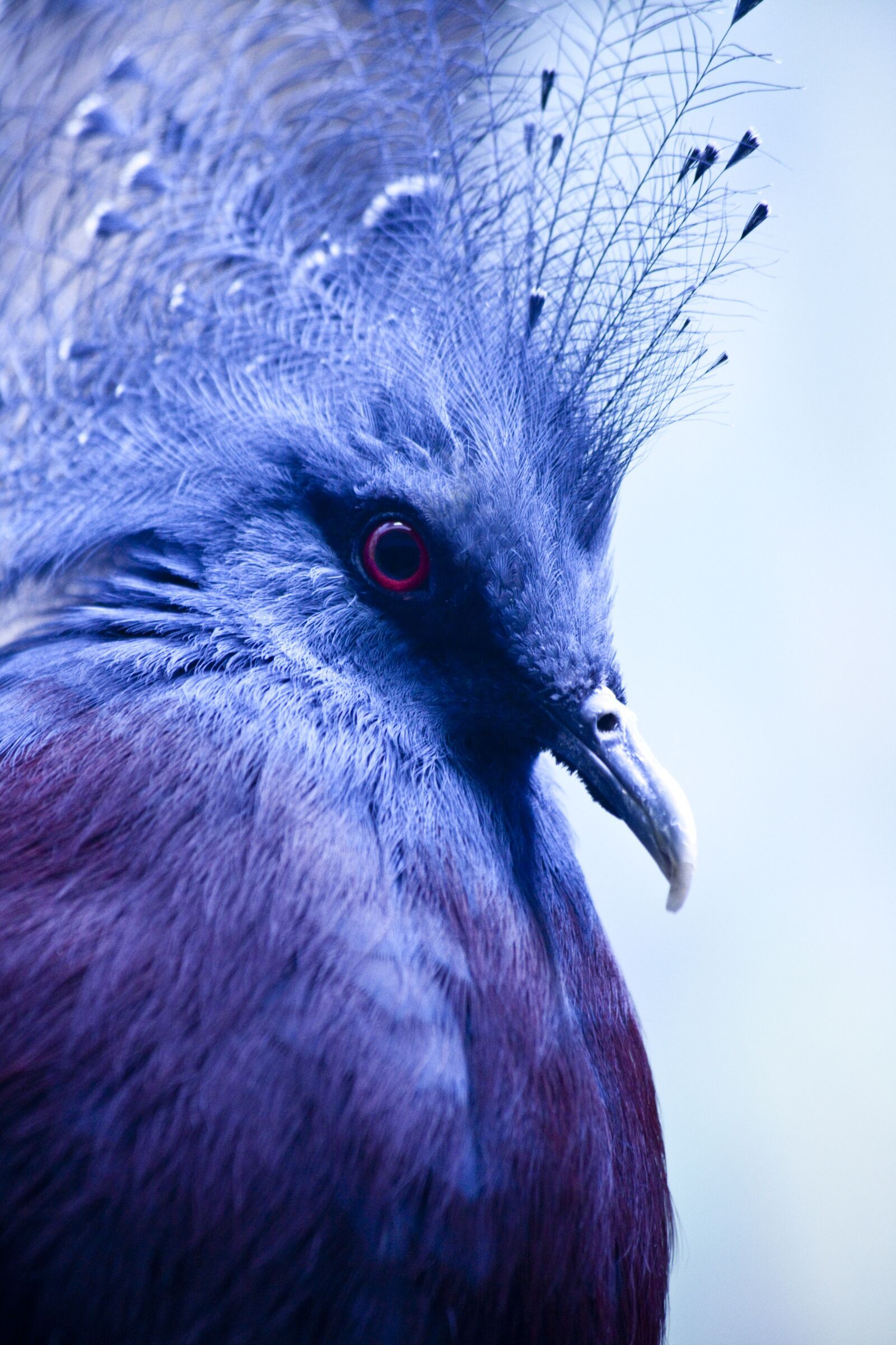 Canon EOS 5D Mark II sample photo. Bird, dove, goura photography