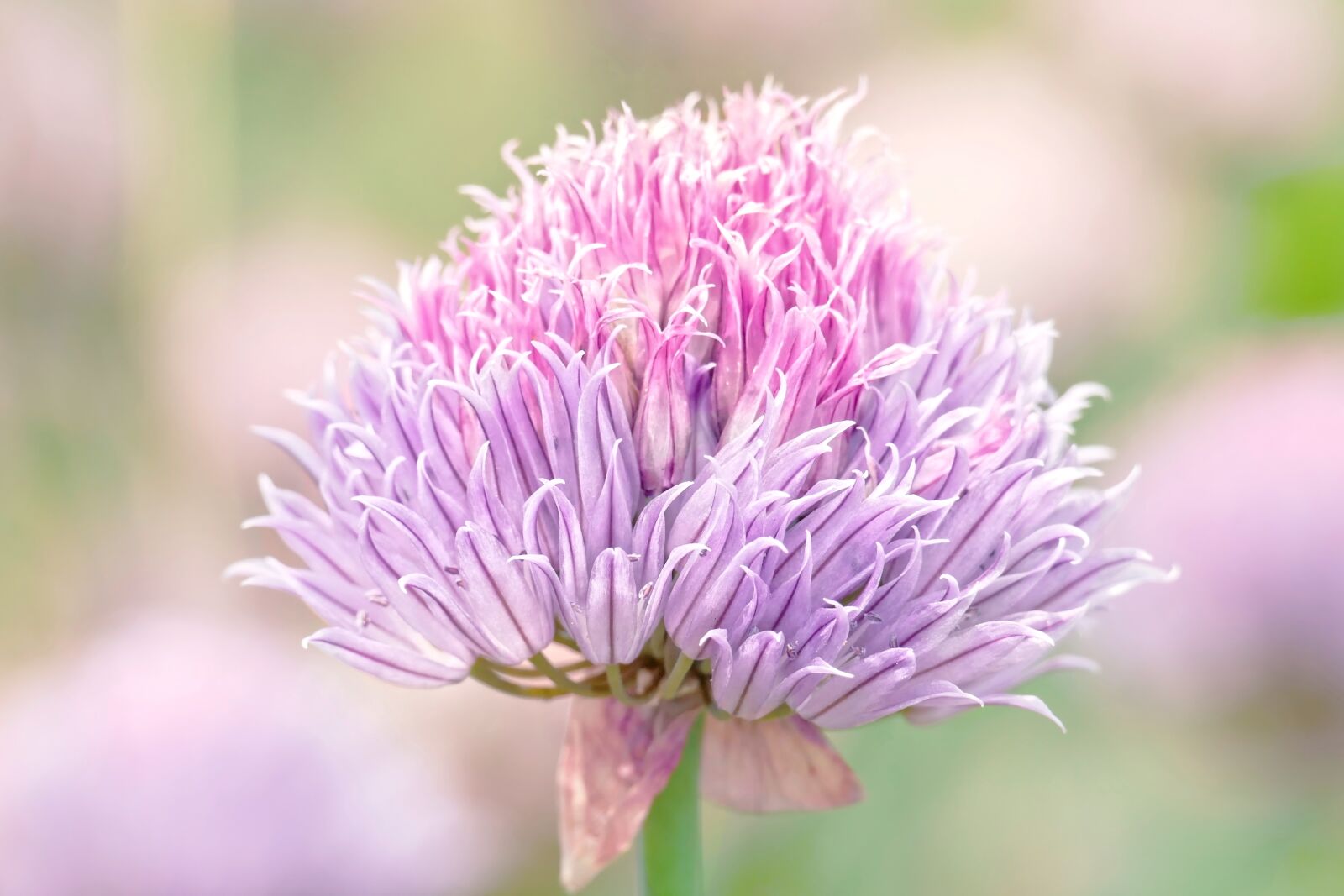 Panasonic Lumix DMC-FZ1000 sample photo. Chives, blossom, bloom photography