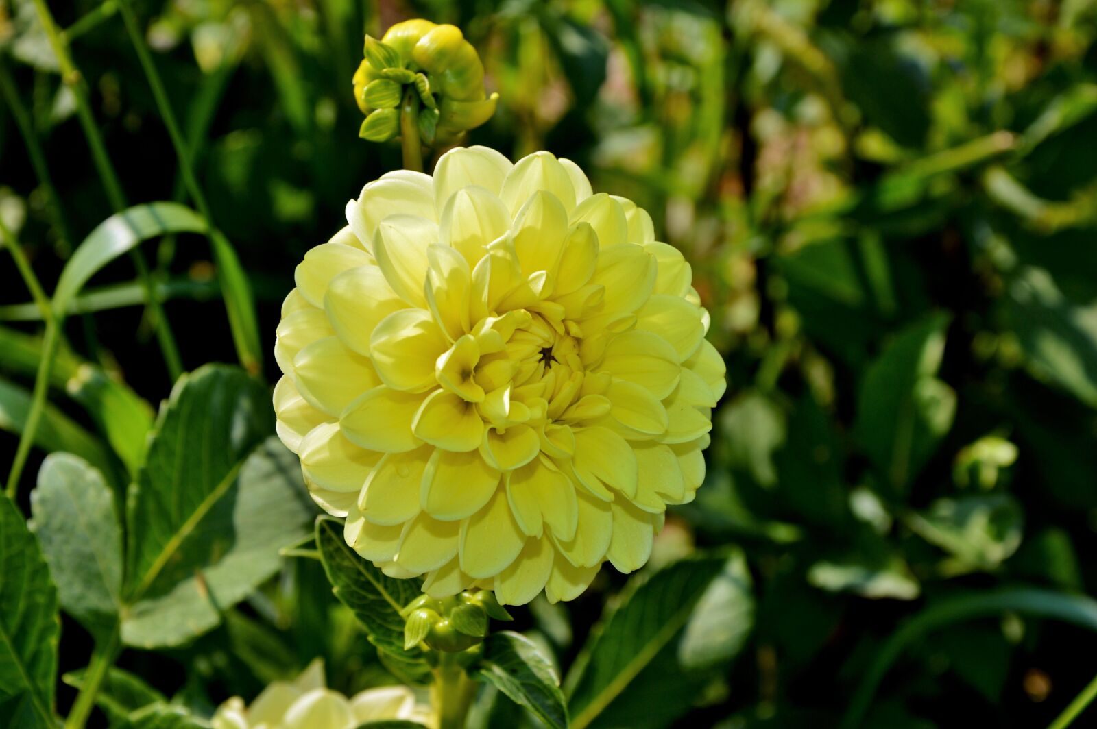 Nikon D3200 sample photo. Dahlia, dahlia flower, flower photography