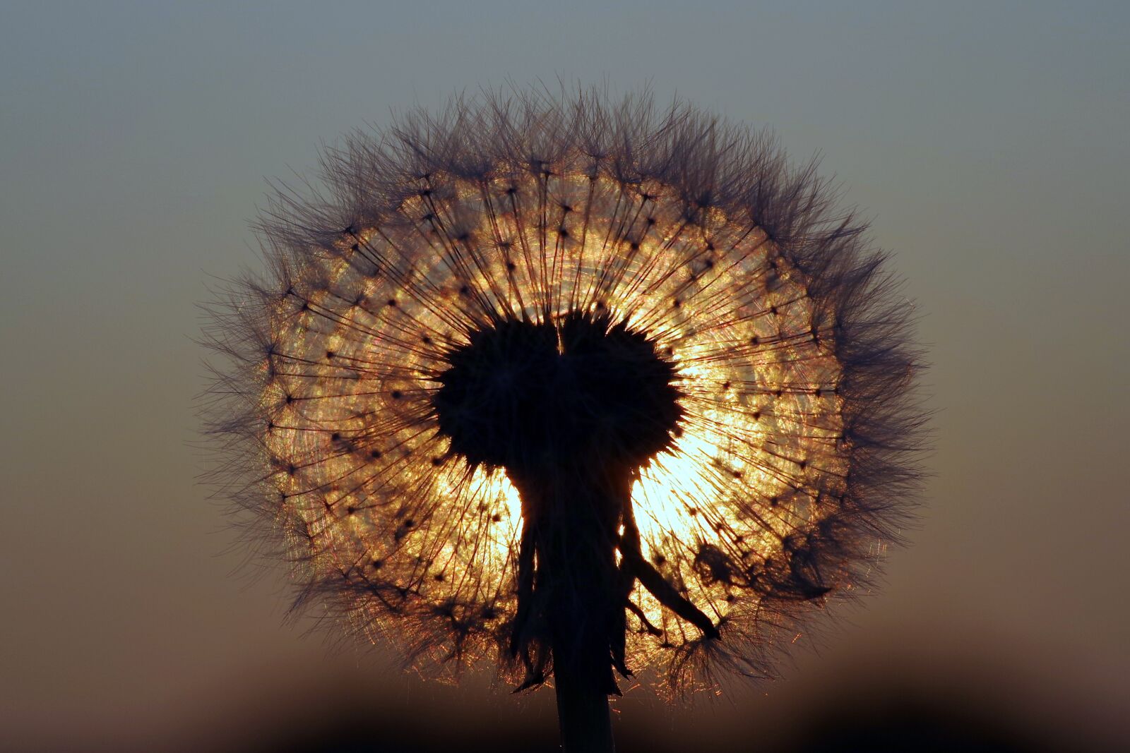 Pentax K-S2 sample photo. Dandelion, the sun, west photography