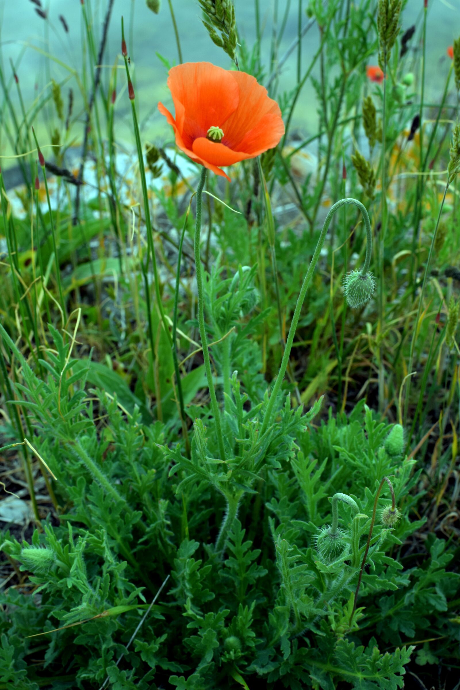 Nikon D5300 sample photo. Summer, poppy, flower photography
