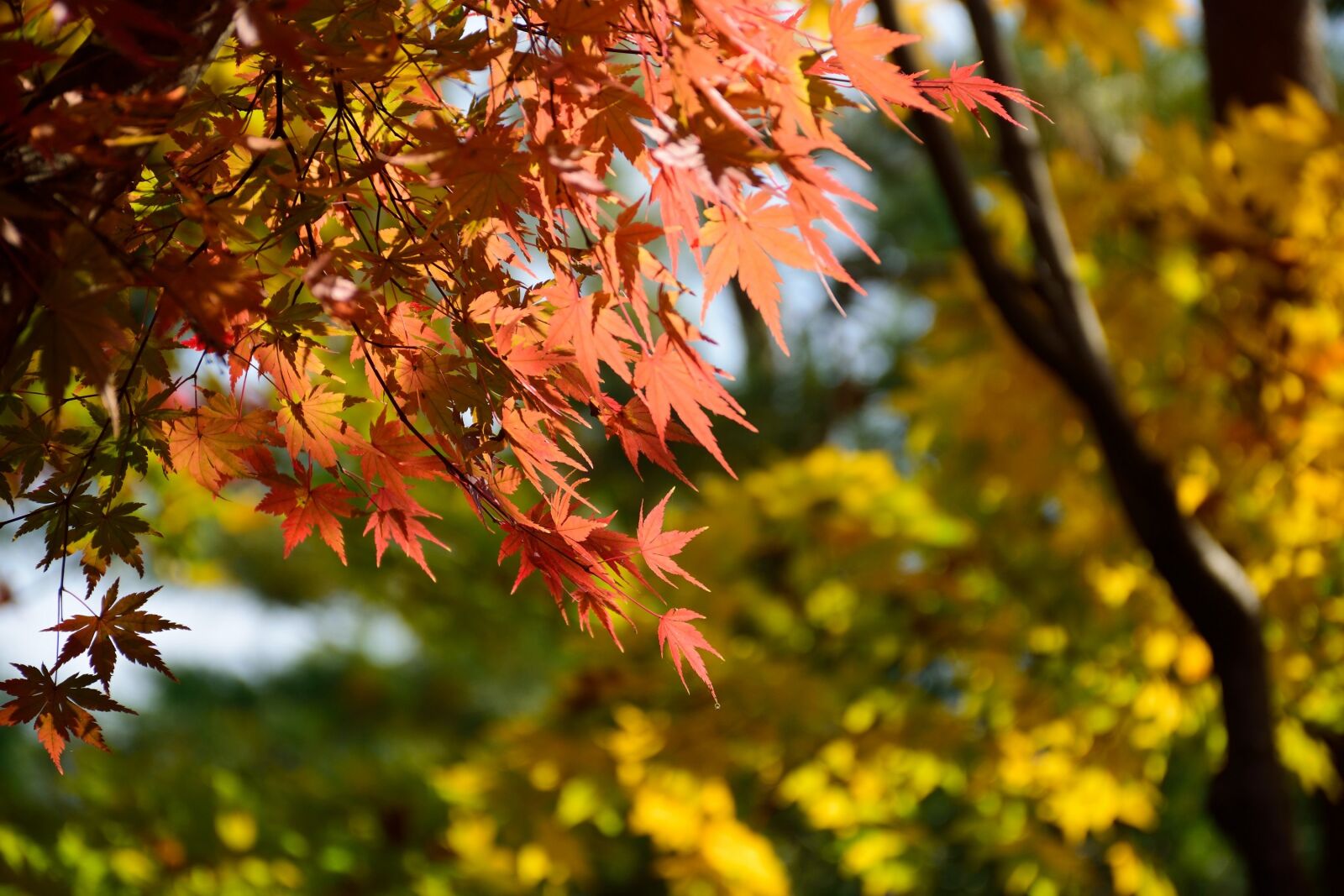Nikon D5300 sample photo. Kokoen garden, japan, himeji photography