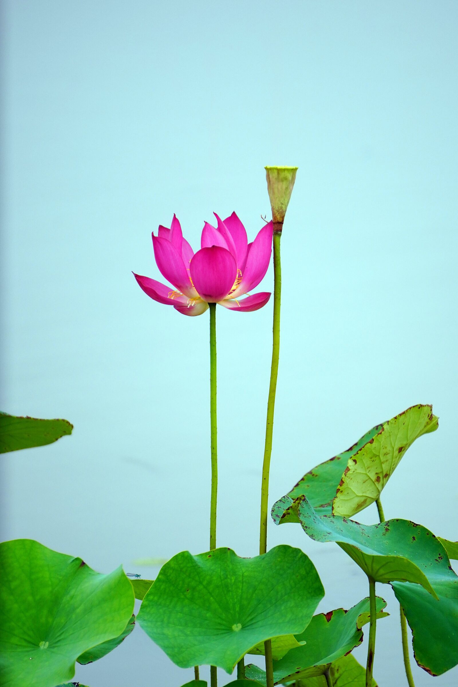 Sony a7R III + Sony E 55-210mm F4.5-6.3 OSS sample photo. Red flower, lotus flower photography