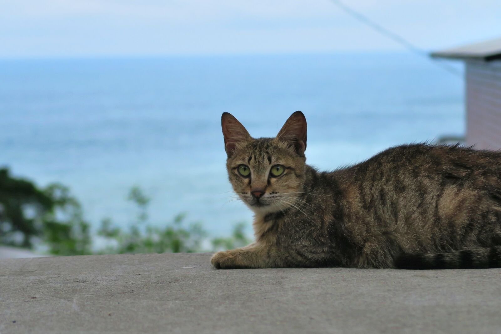 Canon PowerShot G7 X sample photo. Mammal, cat, get down photography