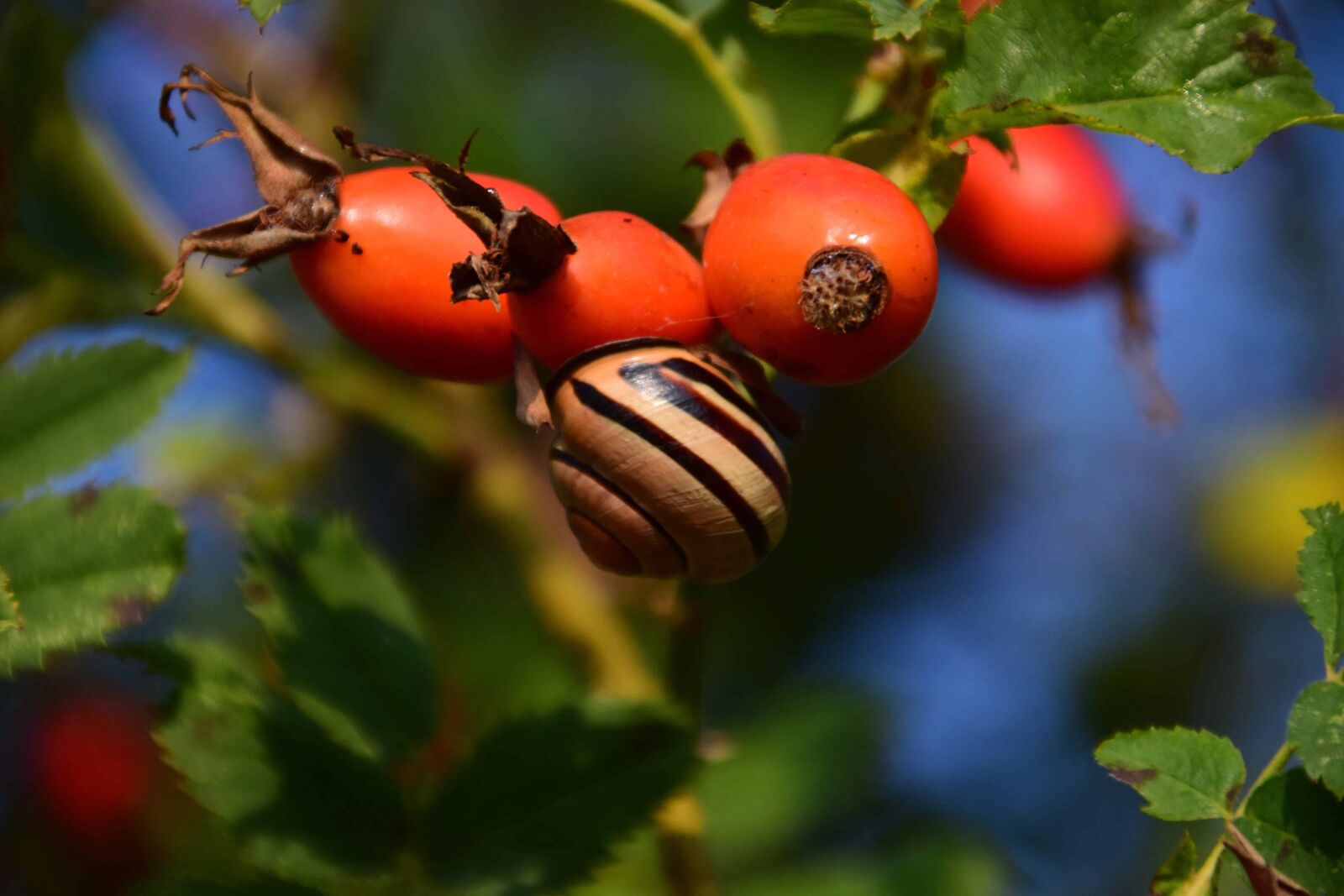 Nikon D3300 sample photo. Rose hip, fruit, forest photography
