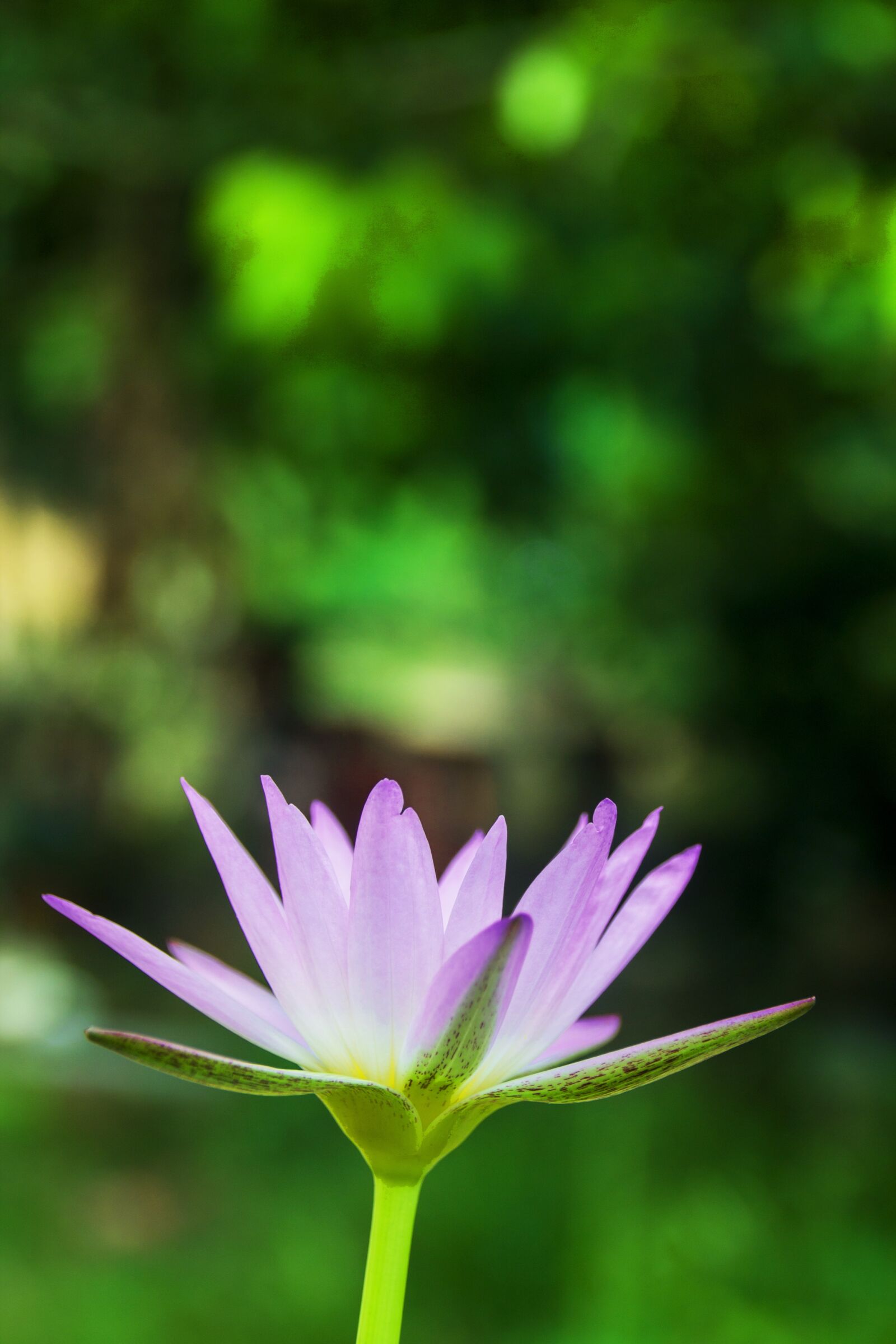 Canon EOS 1100D (EOS Rebel T3 / EOS Kiss X50) sample photo. Lotus, lotus portrait, waterlily photography