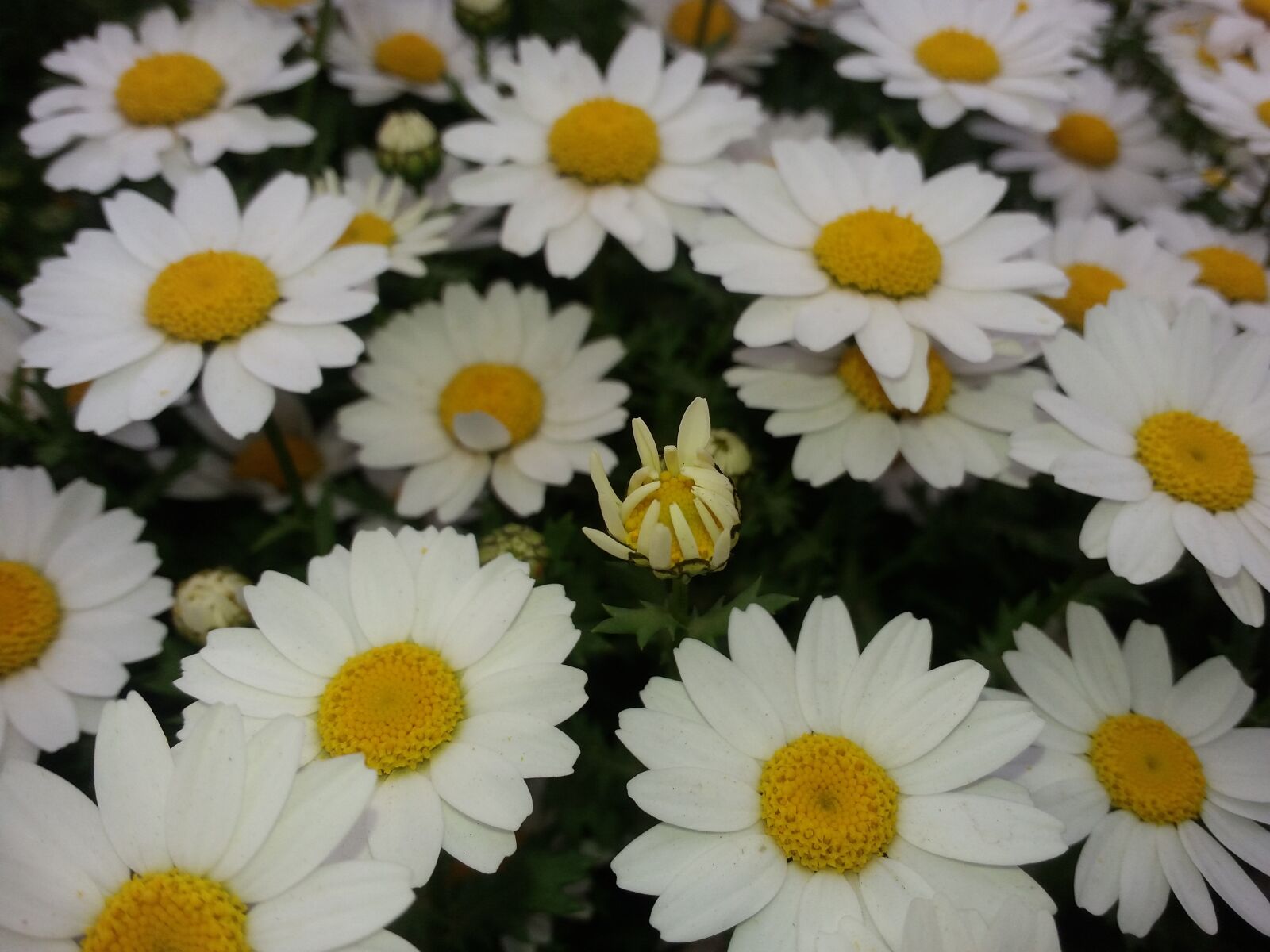 Samsung Galaxy E7 sample photo. Flower, summer, plant photography