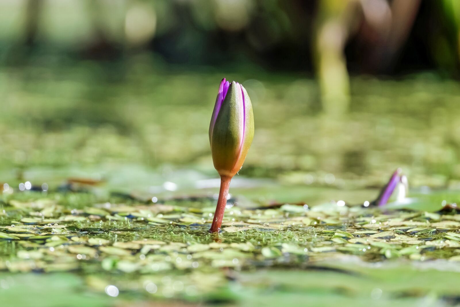 Fujifilm X-T10 + Fujifilm XC 50-230mm F4.5-6.7 OIS sample photo. Water lily, flower, blossom photography